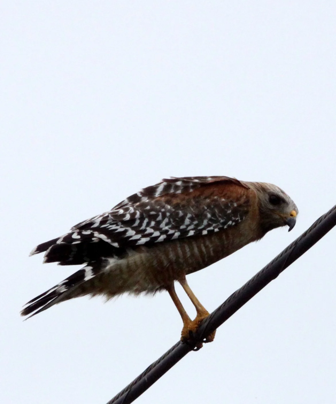 Buteo lineatus - RED-SHOULDERED HAWK - ARCATA BOTTOMLANDS CALIFORNIA (6).JPG