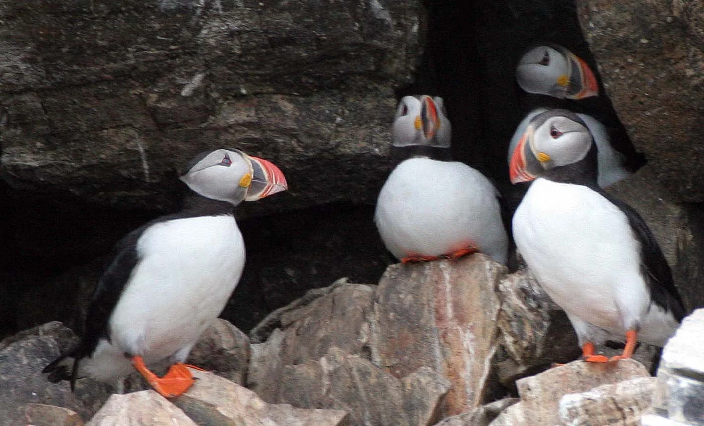 Fratercula arctica - ATLANTIC PUFFIN - SVALBARD (53).jpg