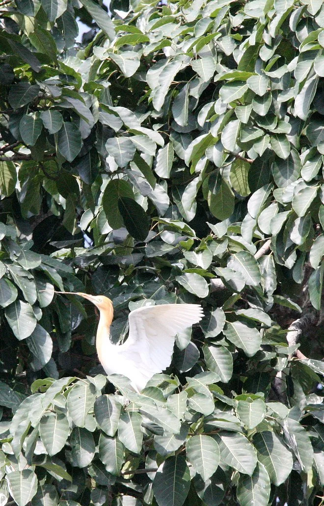 BIRD - EGRET - CATTLE EGRET - LINDEN CENTER - XIZHOU VILLAGE YUNNAN CHINA (8).JPG
