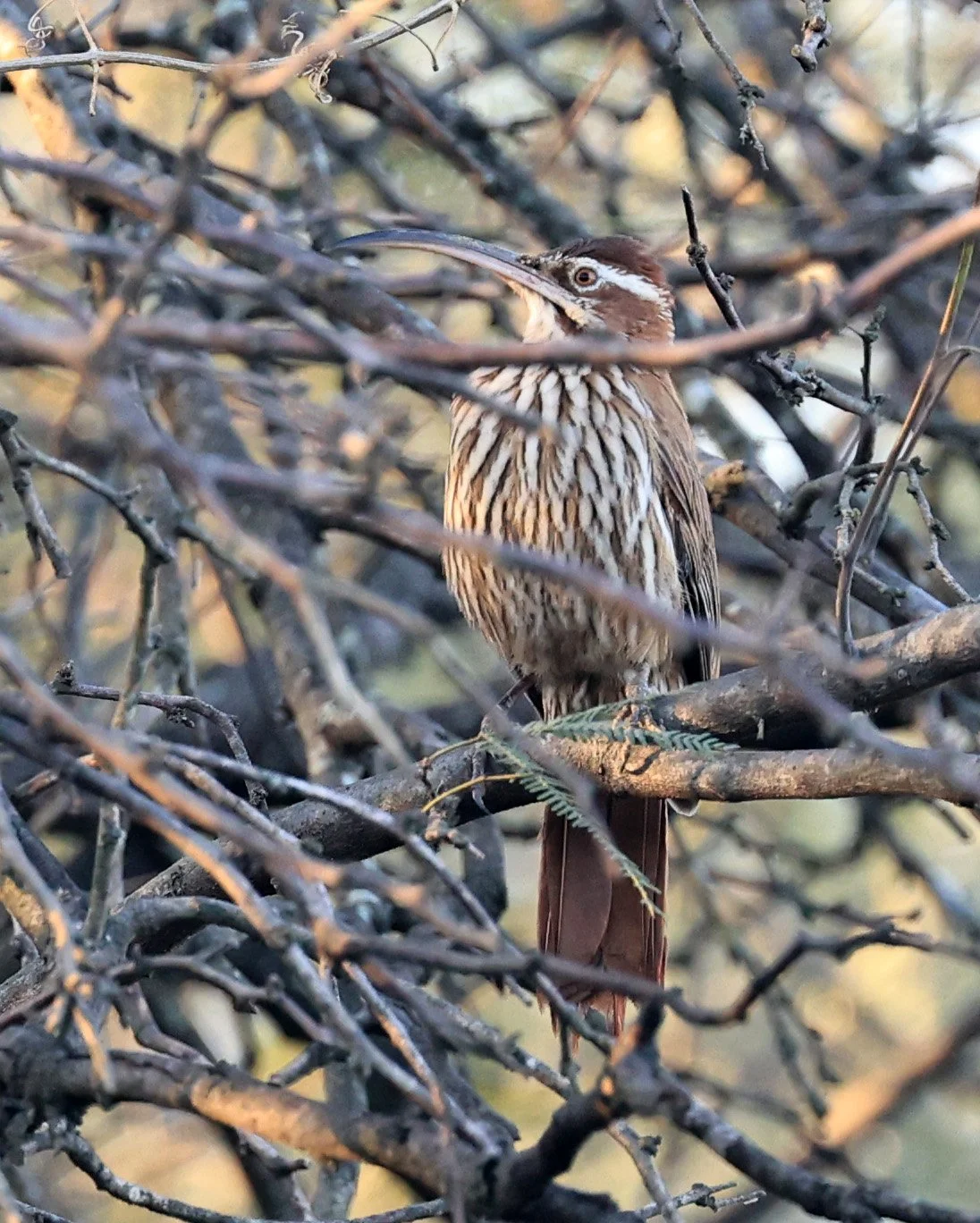 Scimitar-billed Woodcreeper (Drymornis bridgesii) Hotel Iparoma Campestre Paraguay (2).jpg