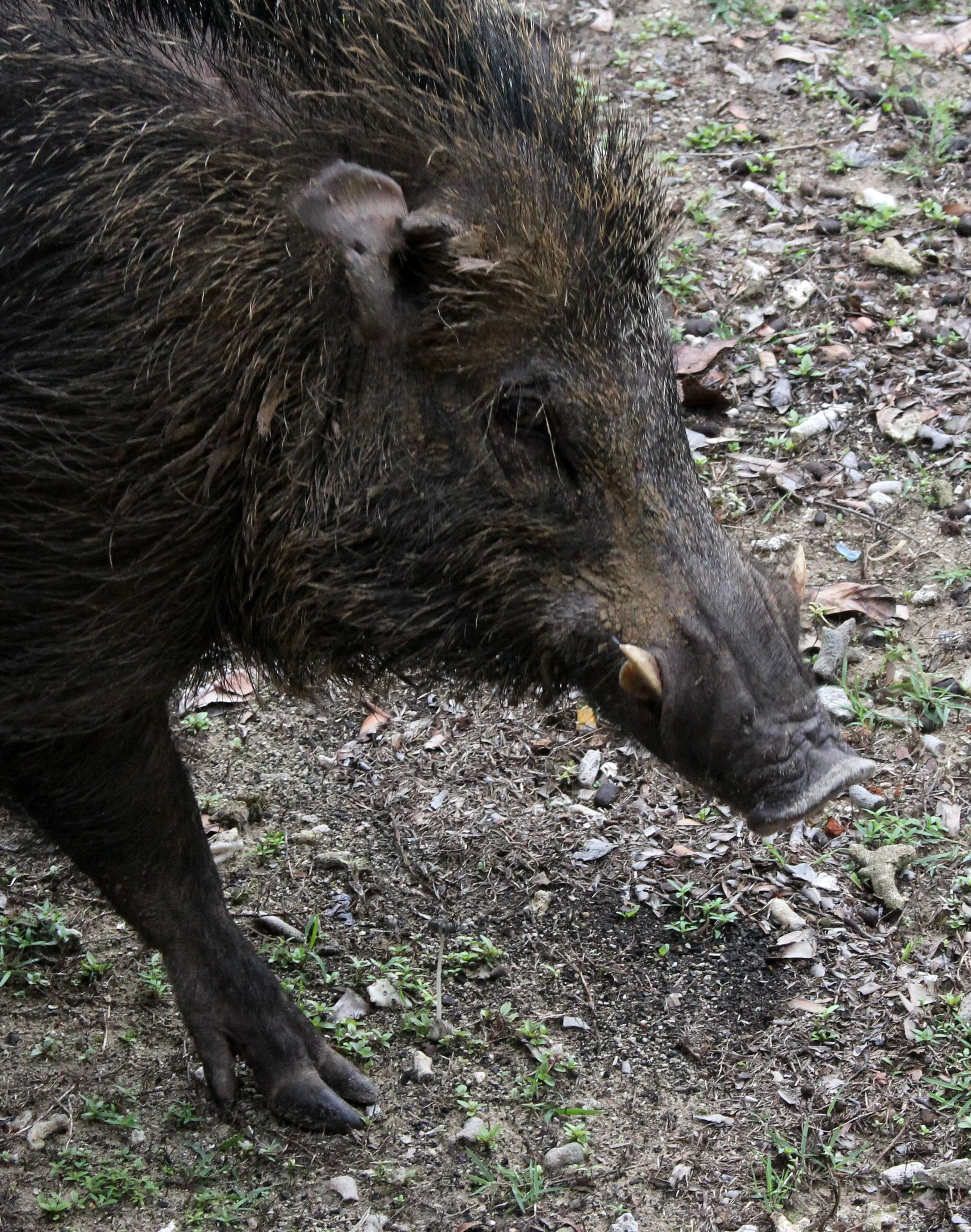 Sus scrofa vittatus - SUNDAIC BANDED PIG - UJUNG KULON NATIONAL PARK - JAVA BARAT INDONESIA (10).JPG