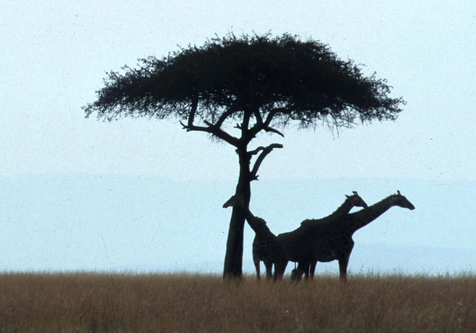GIRAFFE-MASAI-SERENGETI 11A.jpg
