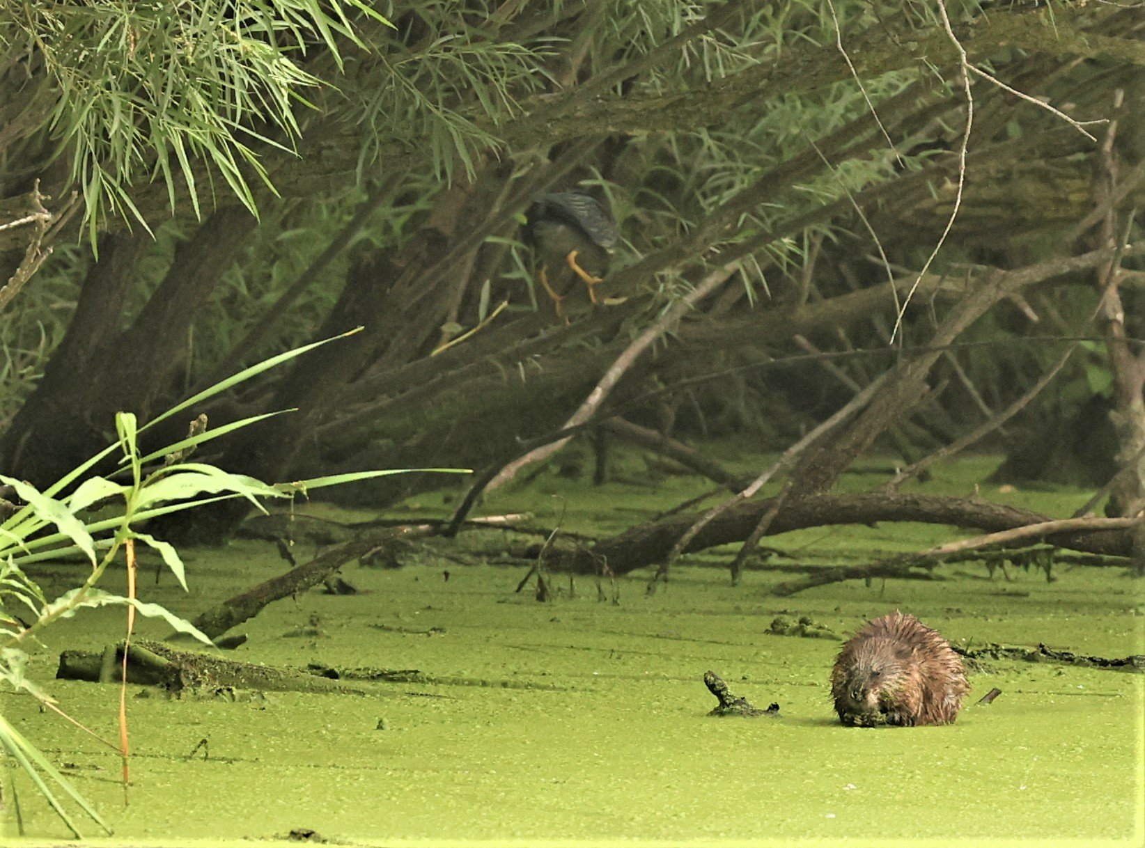 Genus Castor Beavers — Coke Smith Wildlife