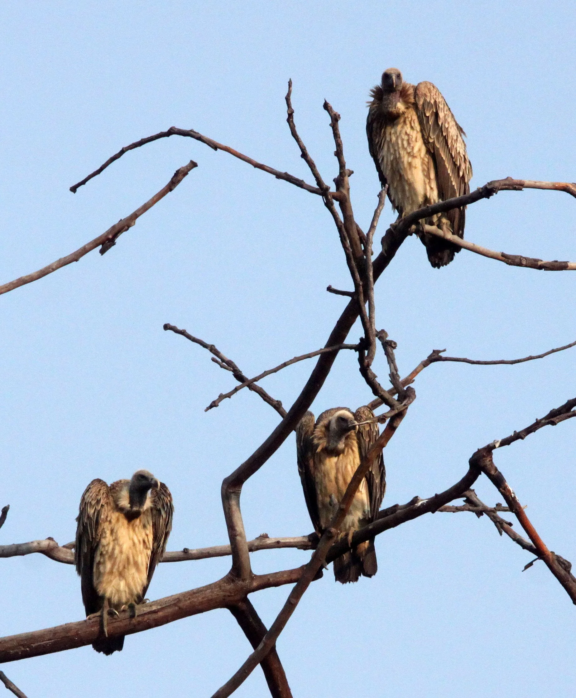 Gyps indicus - LONG-BILLED VULTURE - BANDHAVGAR NATIONAL PARK INDIA (17).JPG