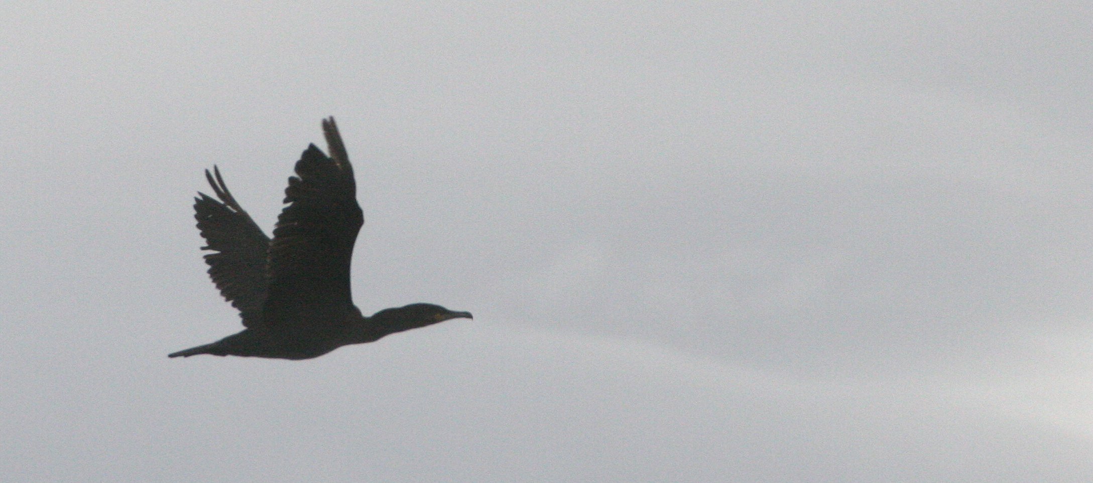 Gulosus aristotelis - European Shag - Tromso Norway (4).jpg
