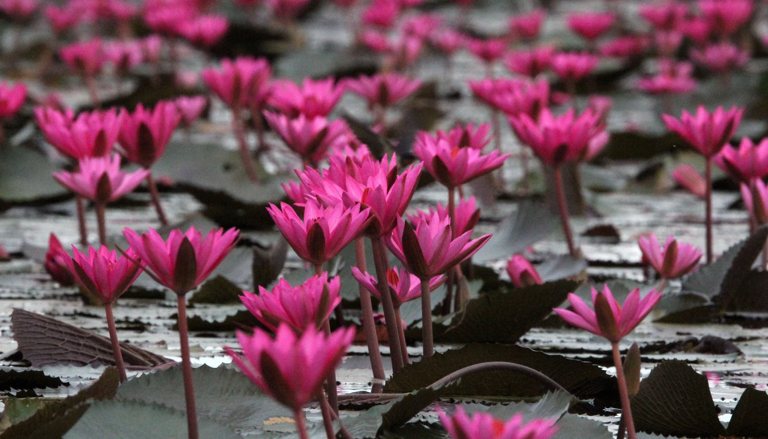 2018 Red Lotus Sea Wetlands Udon Thani Road Trip (76).JPG
