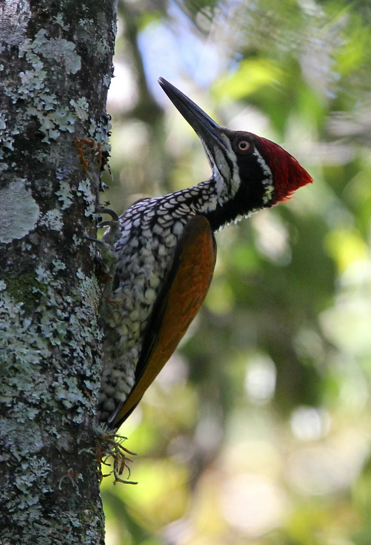 BIRD - WOODPECKER - GREATER FLAMEBACK - PAMPADUM SHOLA NATIONAL PARK KERALA INDIA (5).JPG