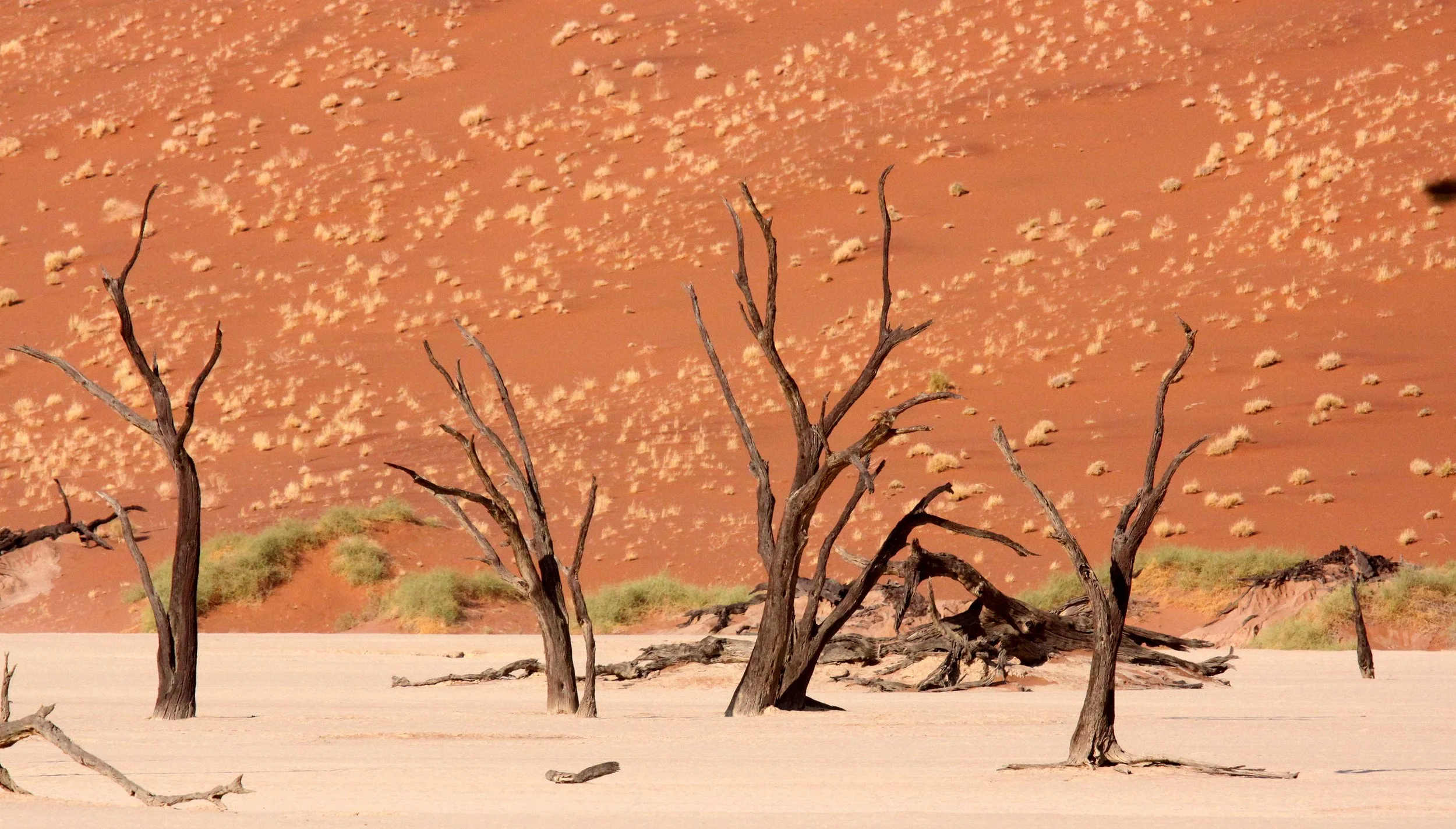 SOSSUSVLEI, NAMIB NAUKLUFT NATIONAL PARK, NAMIBIA - DEAD VLEI (64).JPG