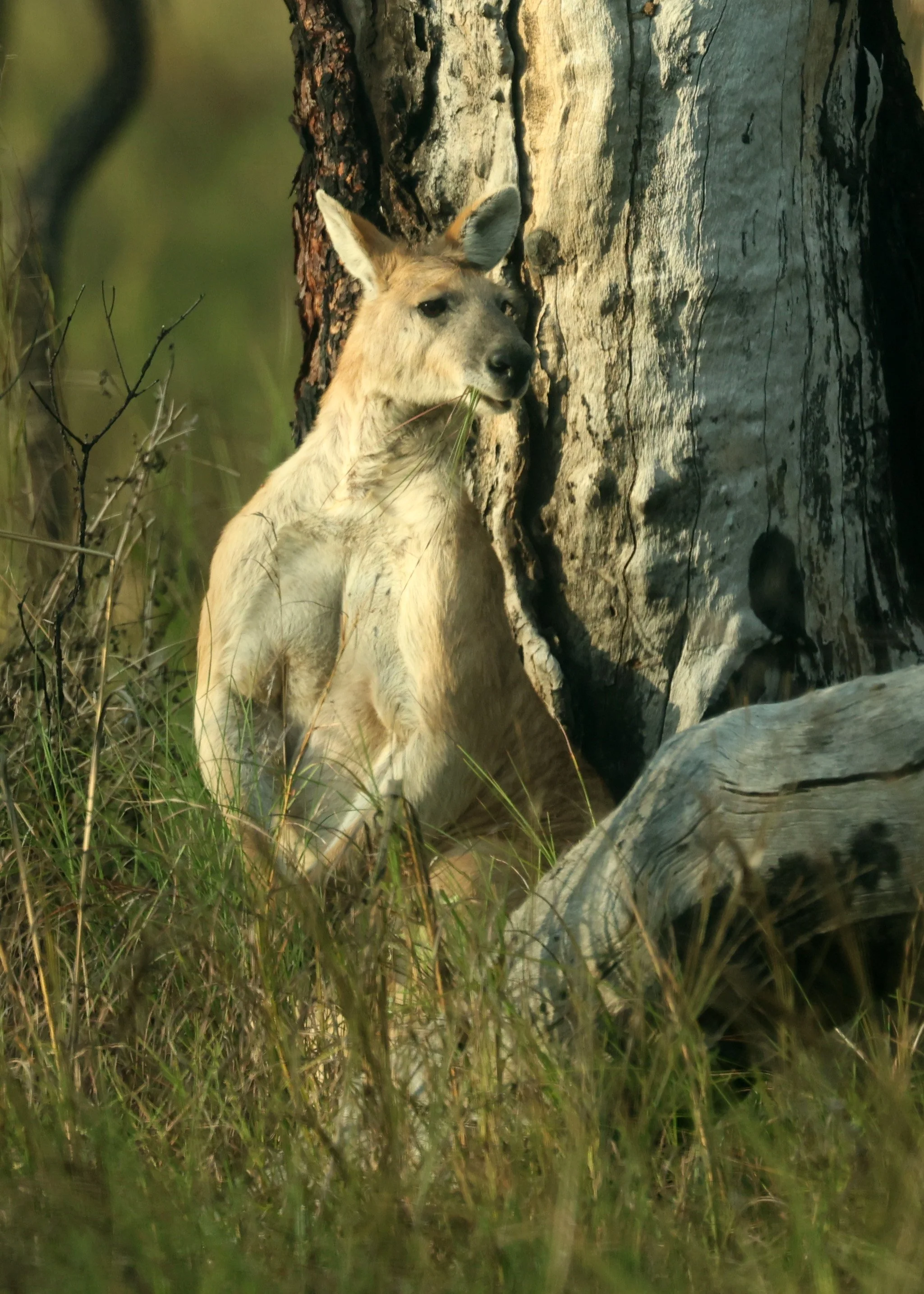 Antilopine Kangaroo or Wallaroo (Osphranter antilopinus) Undara Lava Tubes Volcanic NP - Queensland