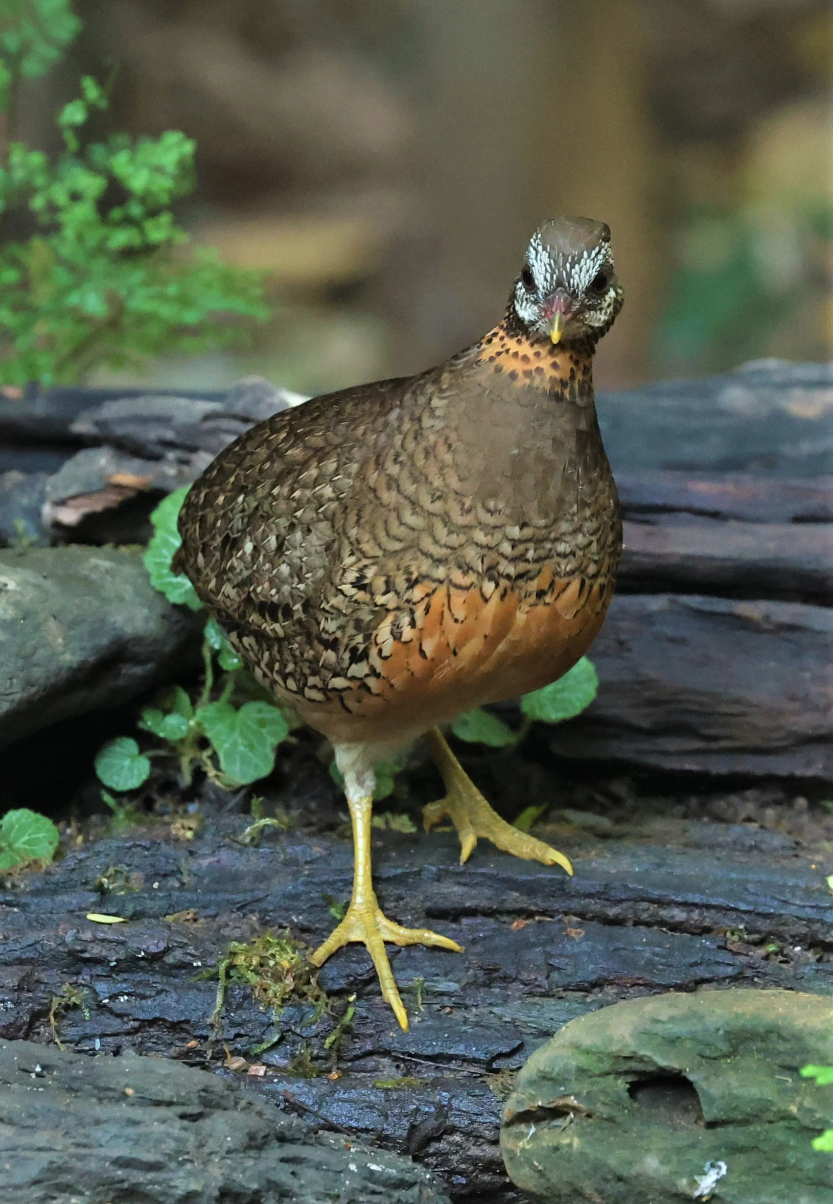 Scaly-breasted or Green-legged Partridge (Arborophila chloropus)