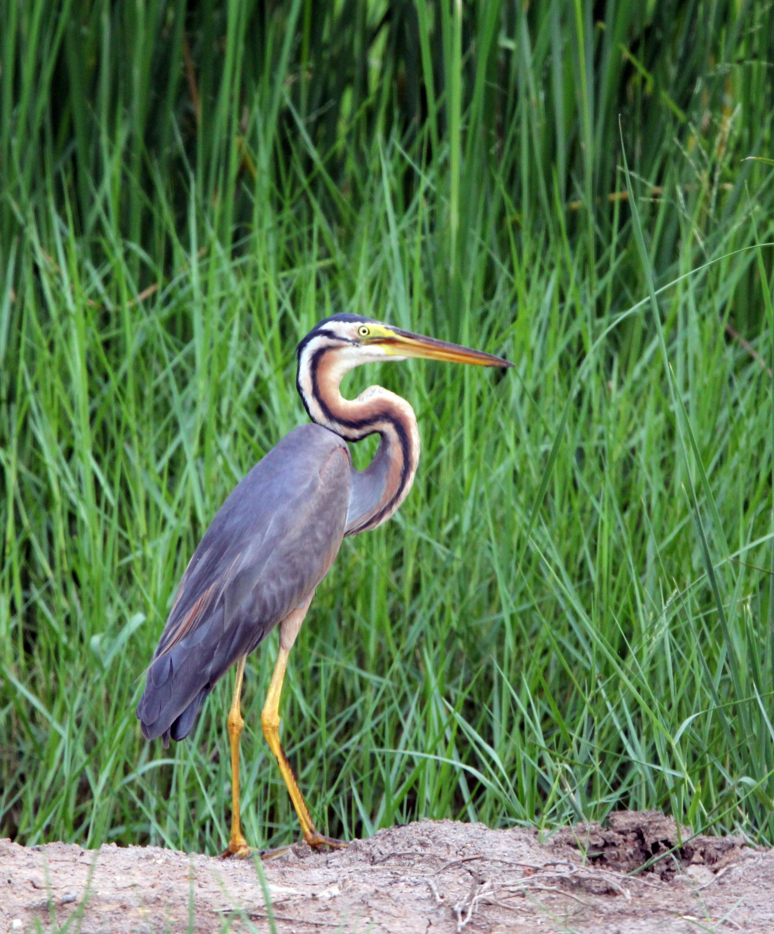 2016 Koh Lanta TheOtherSideVillas - Nature at our Home (20).JPG
