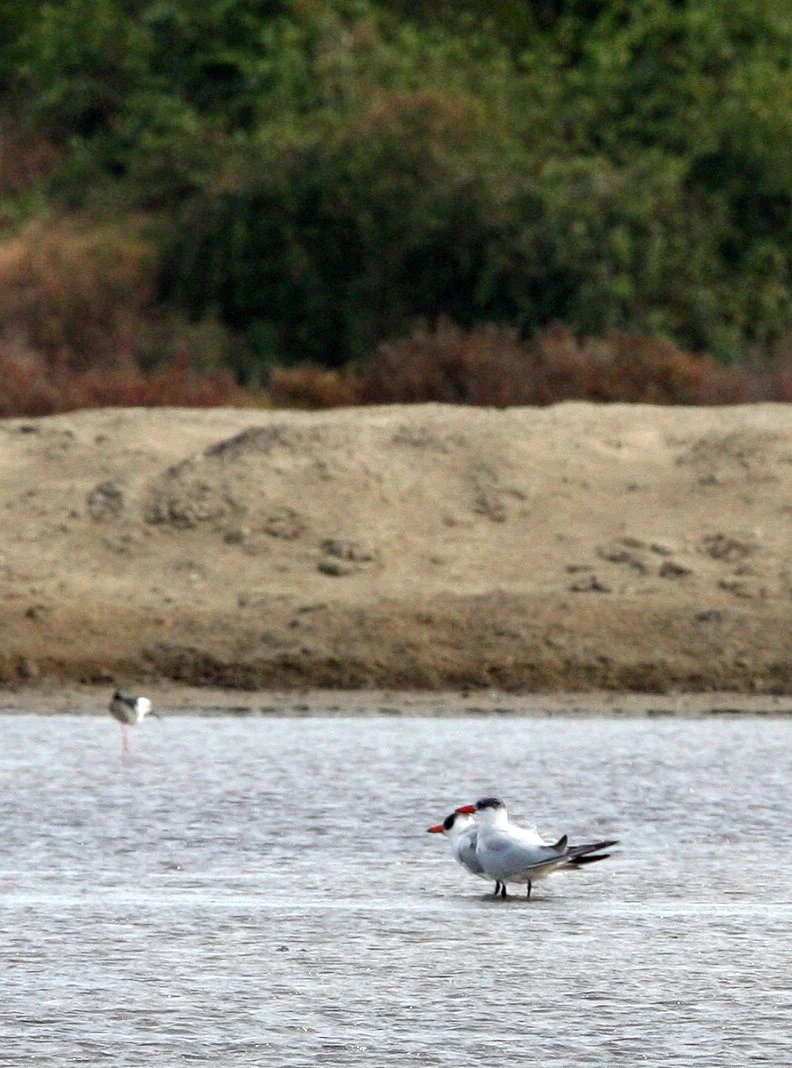 TERN - CASPIAN TERN - Sterna caspia - PETCHABURI PROVINCE, PAK THALE, THAILAND (1).JPG