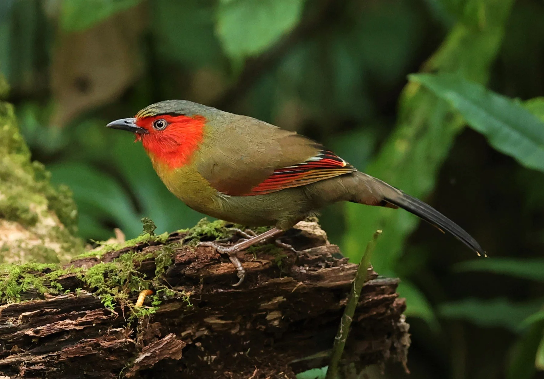 LIOCICHLA - SCARLET-FACED LIOCICHLA - Liocichla ripponi - DOI PHA HOM POK NP DOI LANG EAST FEB 2022 (30).jpg