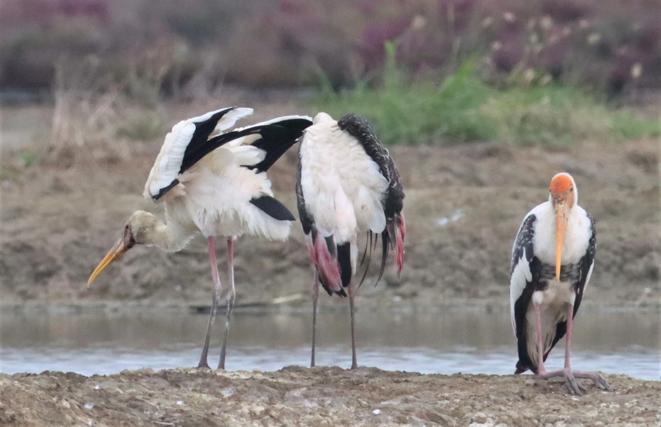 STORK - MILKY STORK - Mycteria cinerea - WITH PAINTED STORK - KHLONG TAMRU CHONBURI (17).jpg