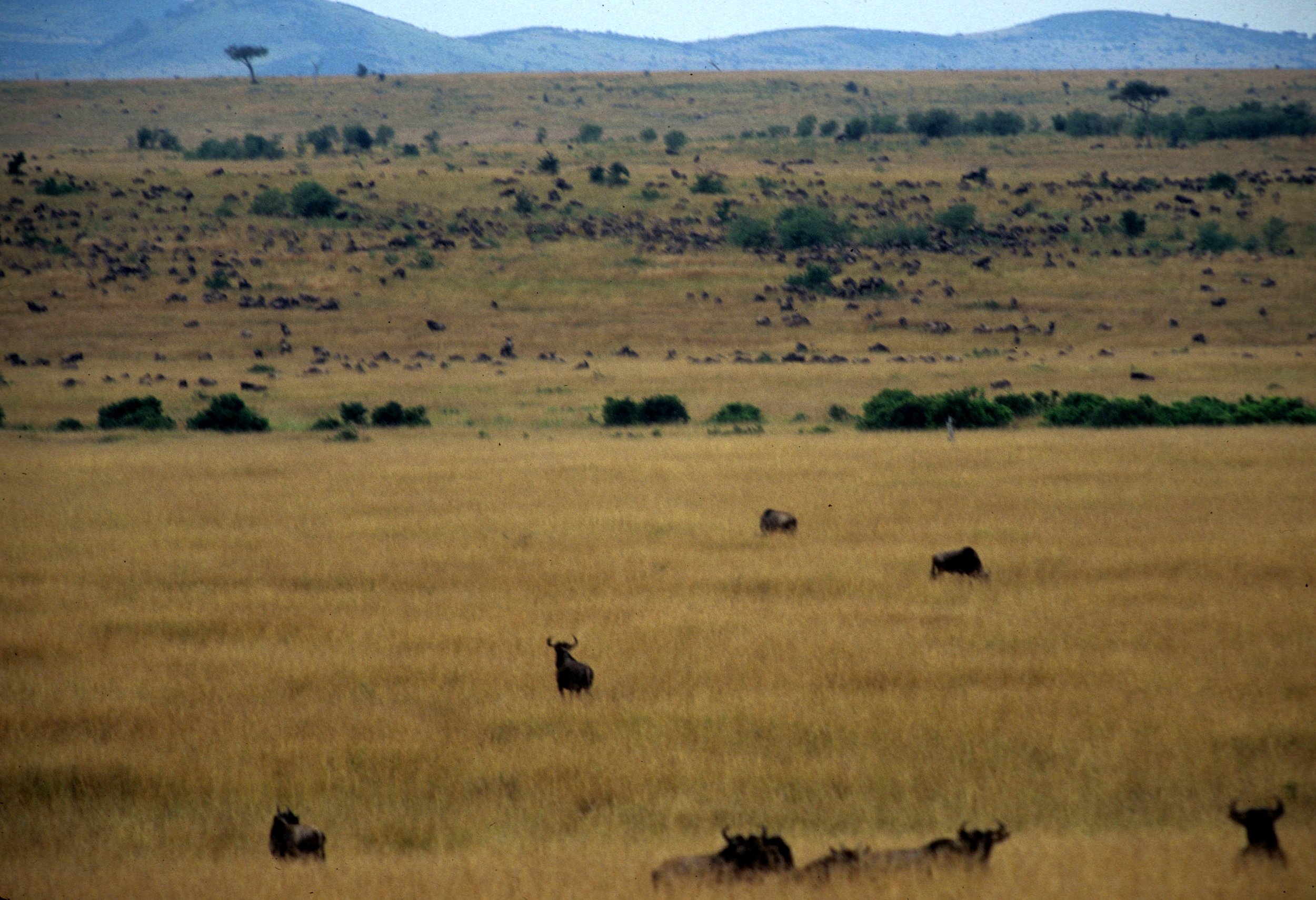 KENYA - SAVANAH BIOME (4).jpg