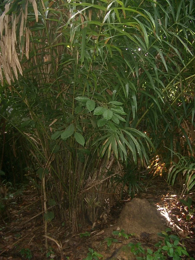 KOH LANTA - PROPERTY - 2004 (73).JPG