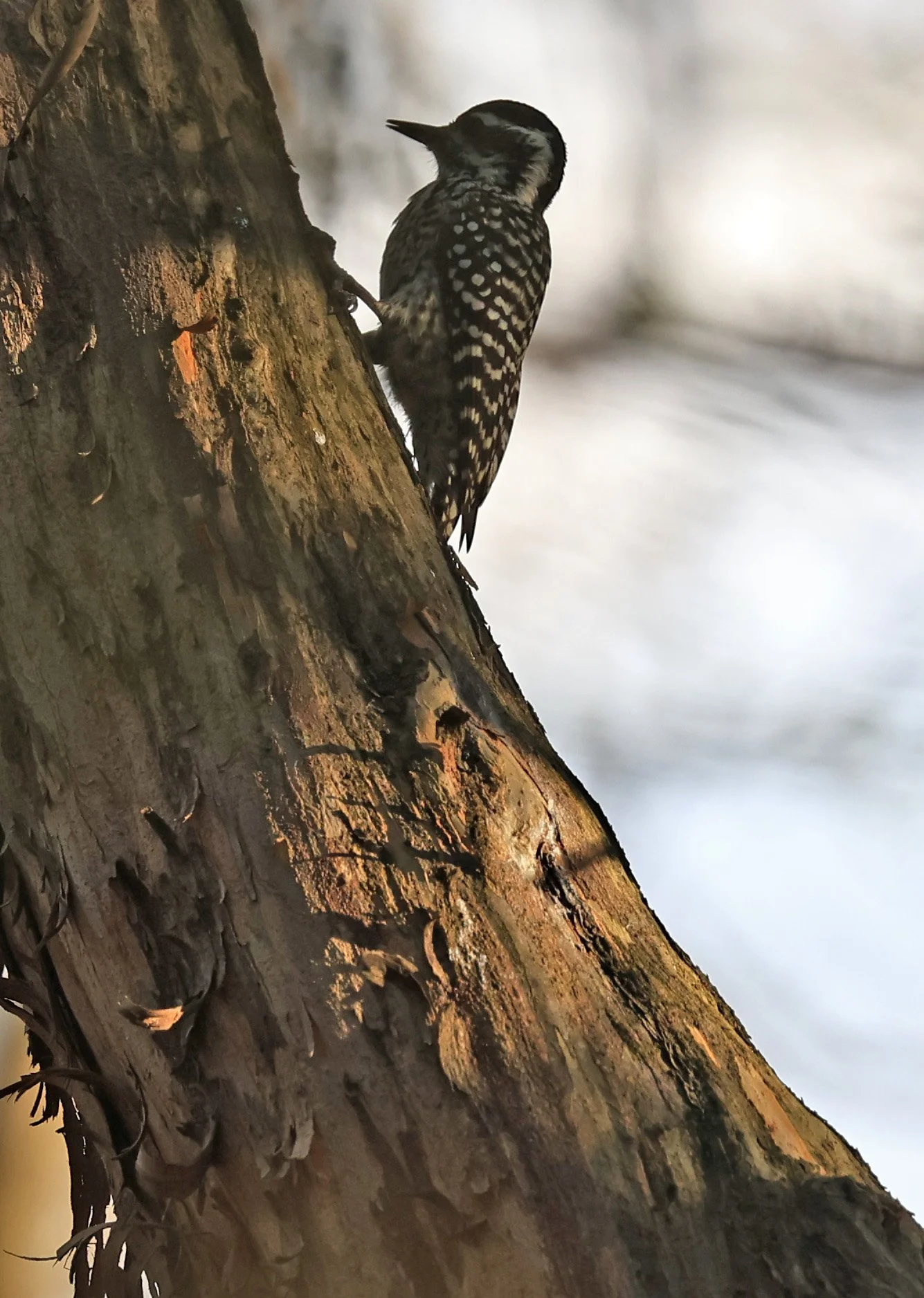 Checkered Woodpecker (Veniliornis mixtus) Estancia Campo'i Paraguay (1).jpg