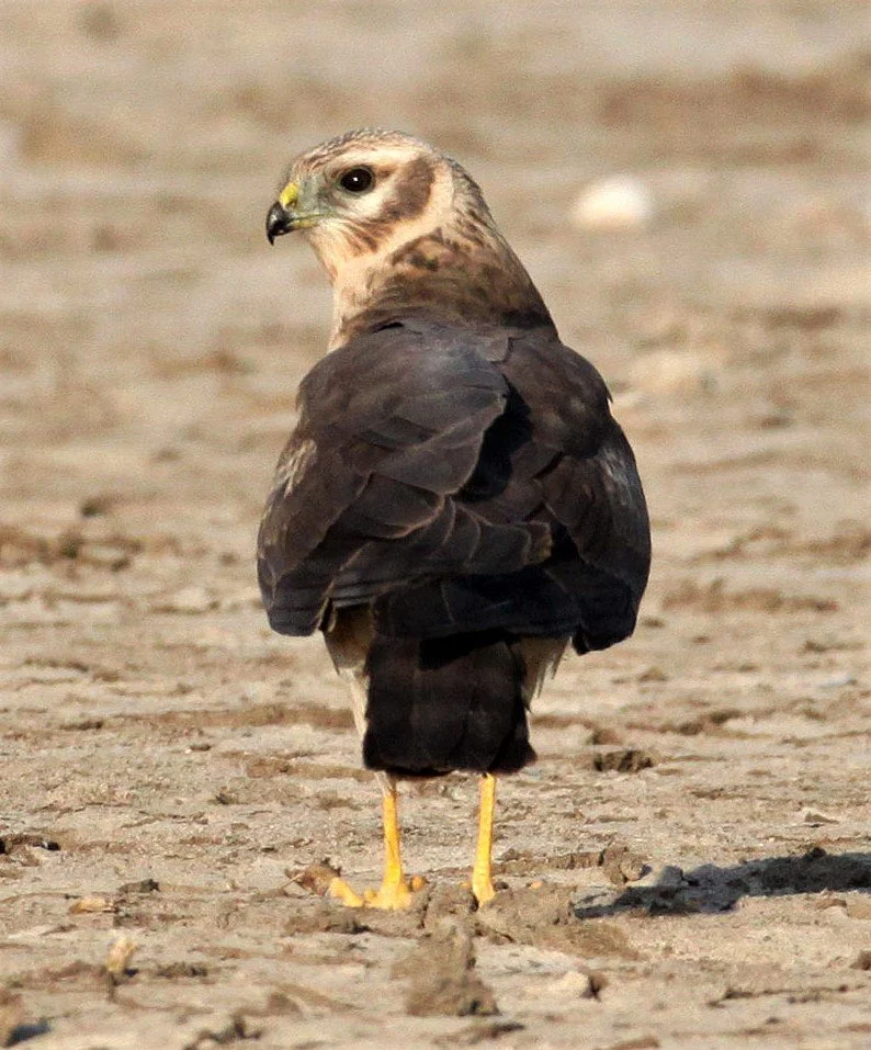 Circus macrourus - PALLID HARRIER - LITTLE RANN OF KUTCH GUJARAT INDIA aa.jpg