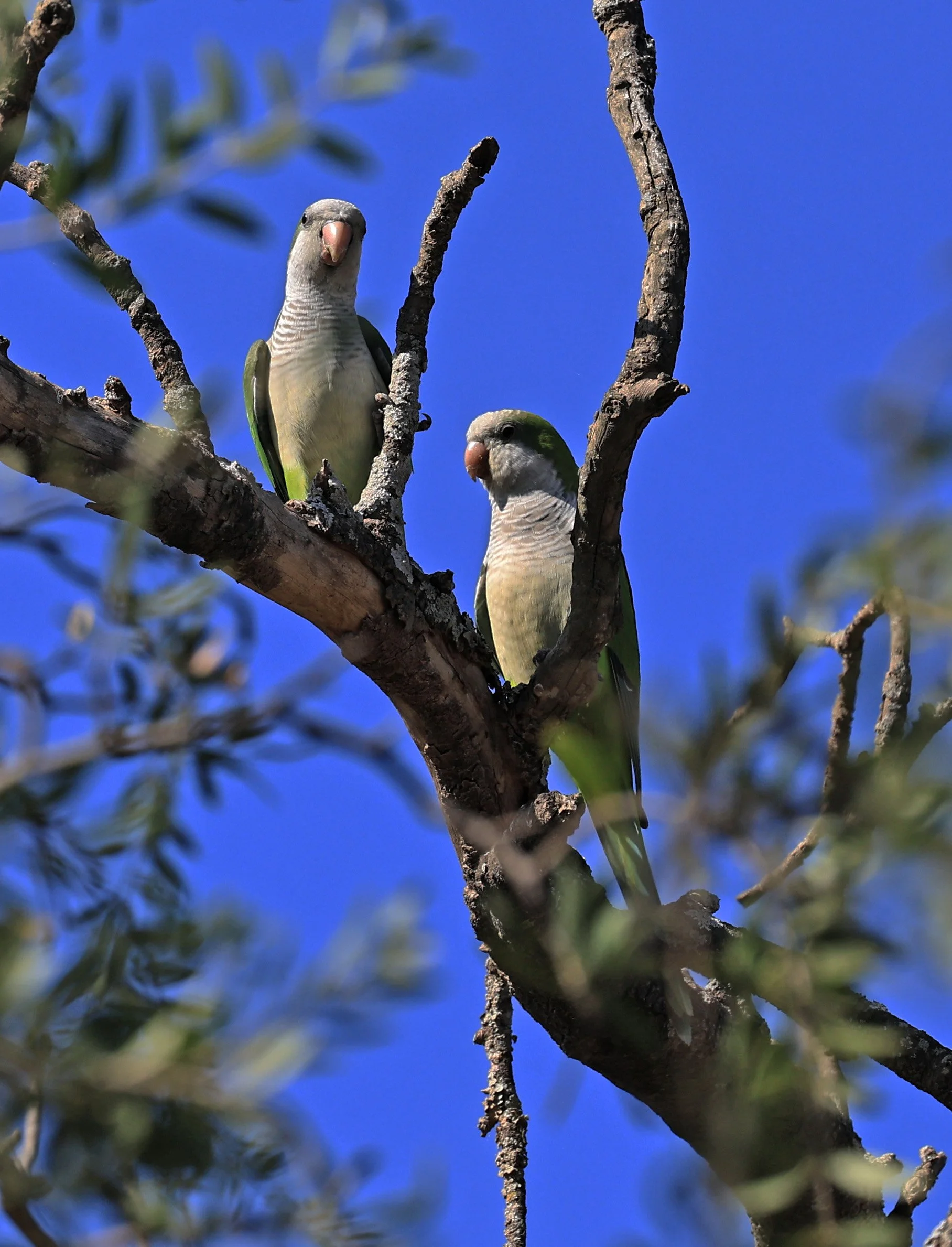 Monk Parakeet (Myiopsitta monachus) Agua Dulce Paraguay (9).jpg