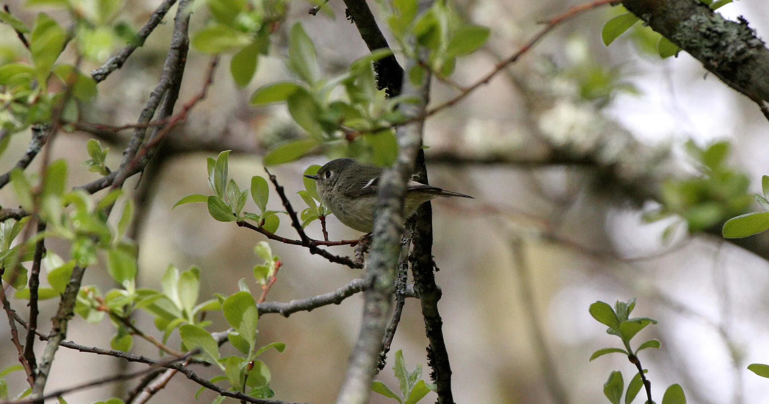 Hutton's Vireo (Vireo huttoni) Lake Farm Olympic Peninsula Washington (8).JPG