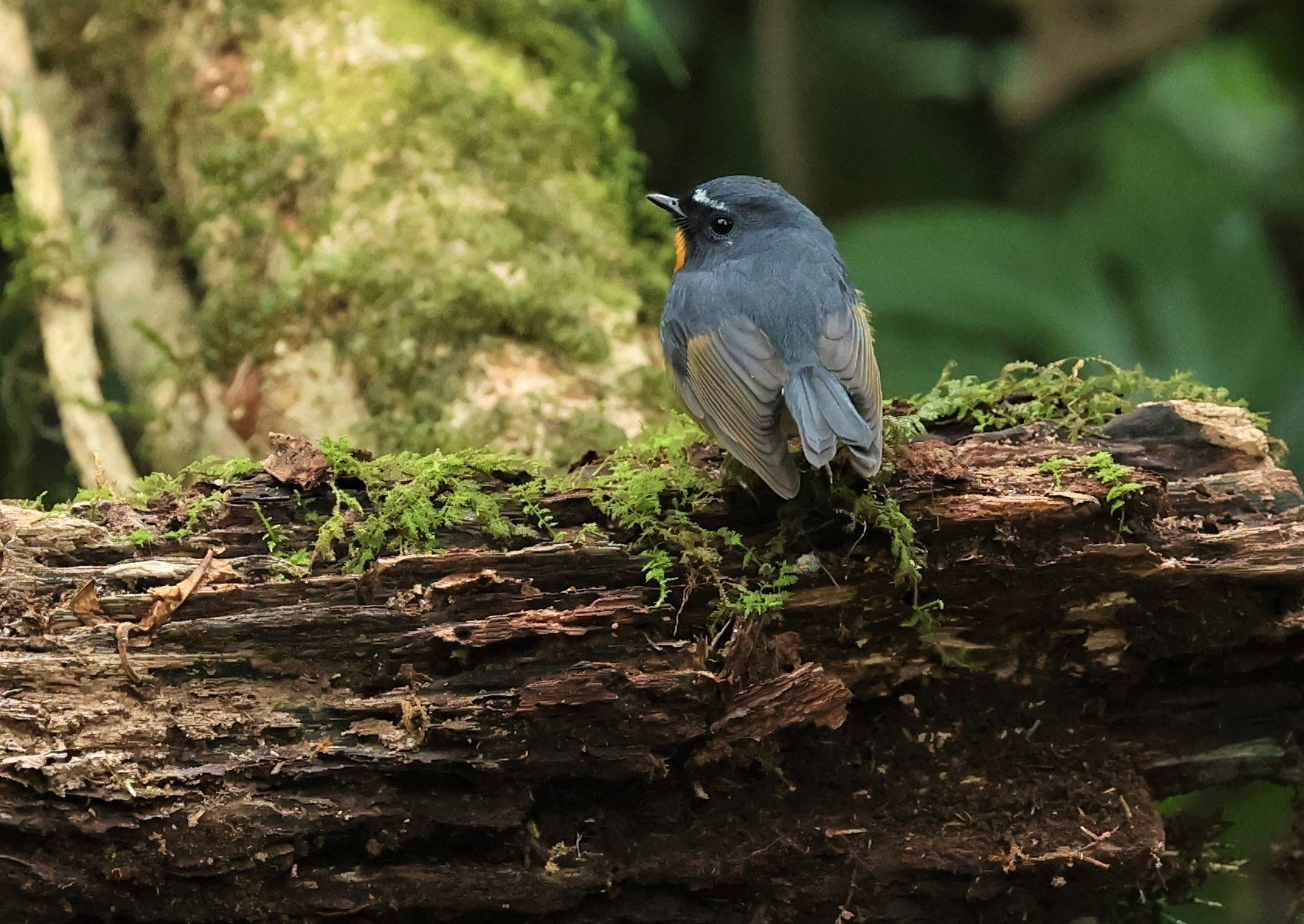 FLYCATCHER - SNOWY-BROWED FLYCATCHER - Ficedula hyperythra - DOI PHA HOM POK NP DOI LANG EAST FEB 2022 (33).jpg