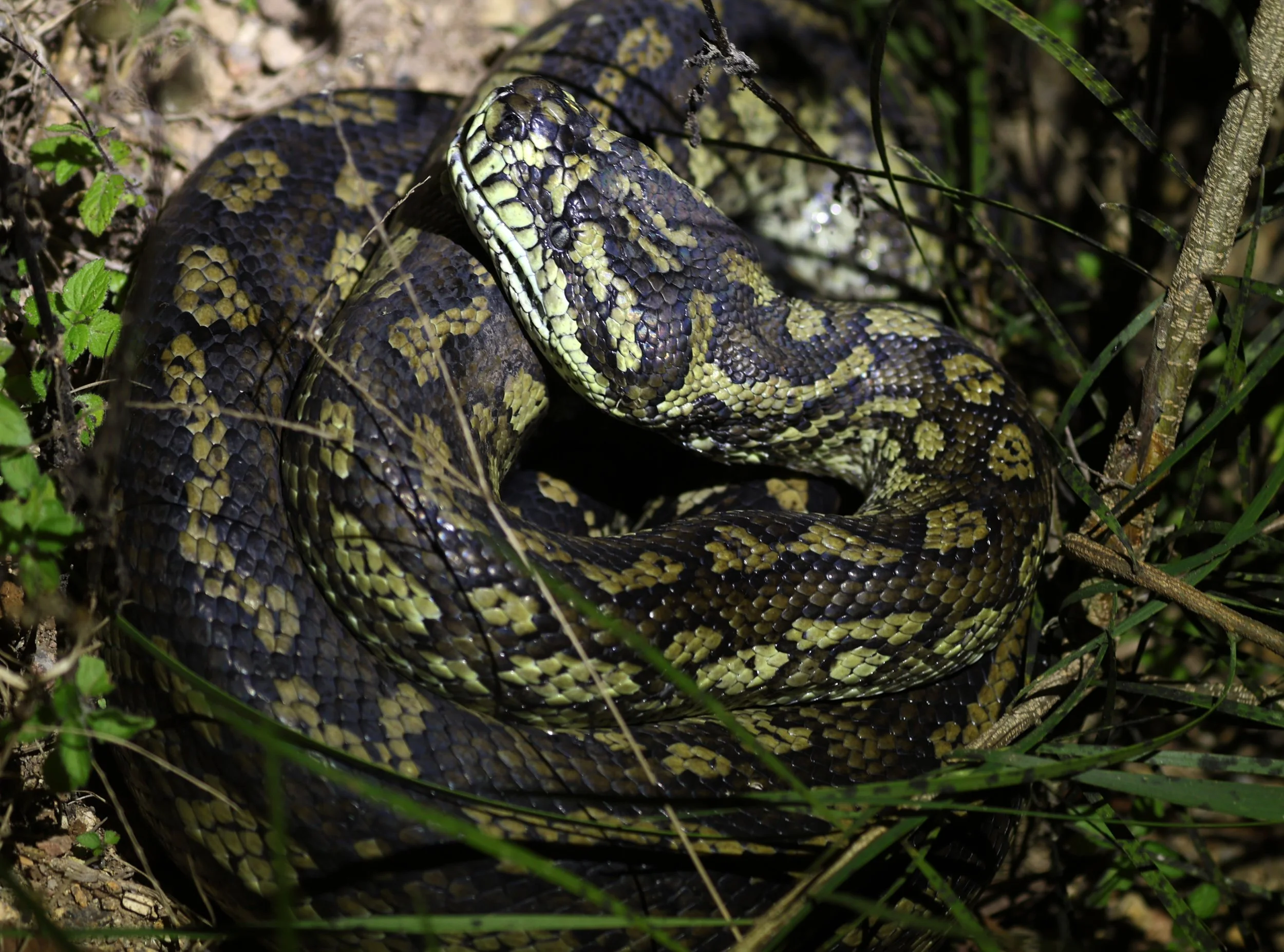 Carpet Python (Morelia spilota) Mount Hypipamee Crater NP & Vicinity - Queensland (13).jpg