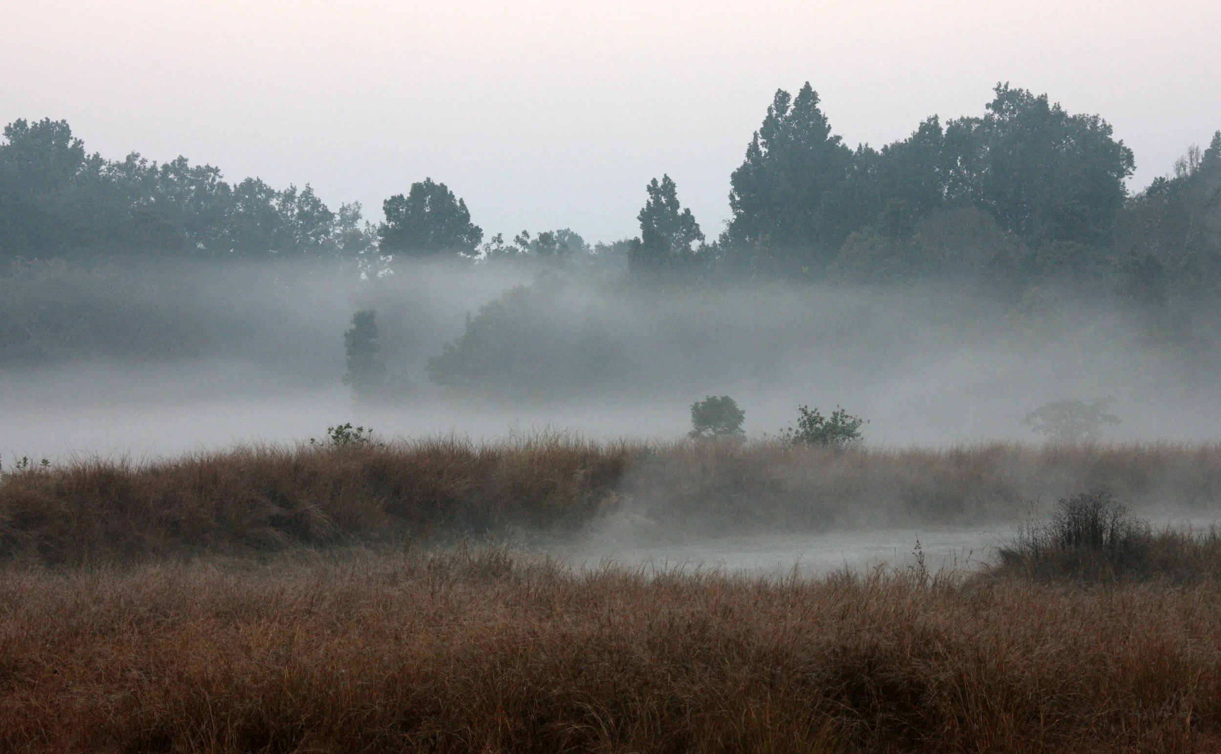 MADHYA PRADESH - KANHA NATIONAL PARK MADHYA PRADESH INDIA (2).JPG