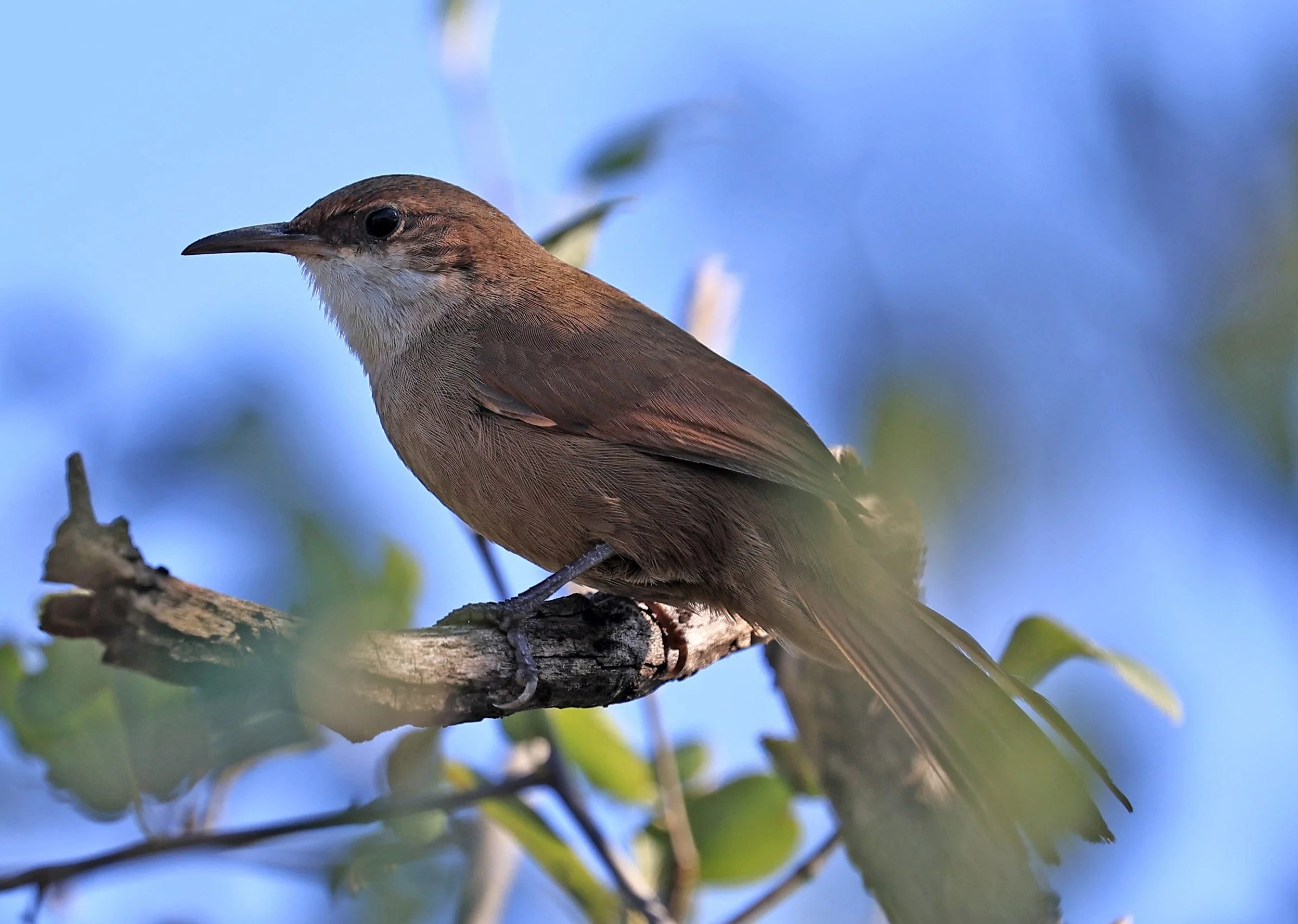 Chaco earthcreeper (Tarphonomus certhioides) Chaco Lodge & Laguna Salada Paraguay (42).jpg