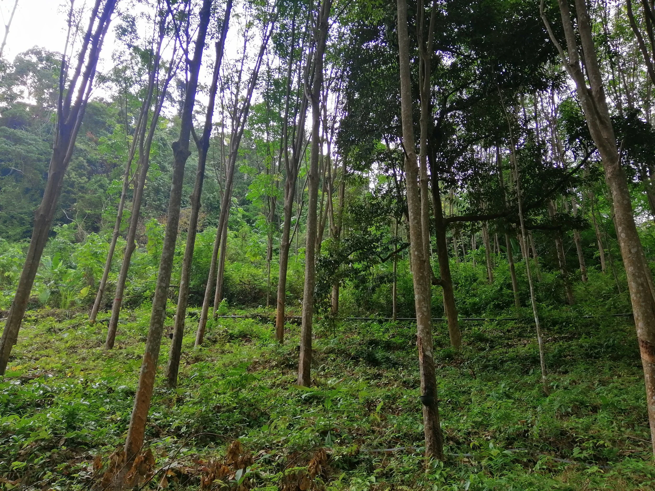 2018 Koh Lanta Misc  (103).jpg