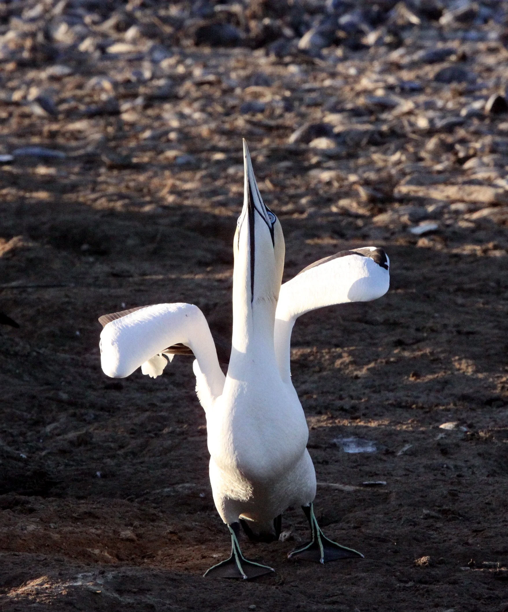 Cape gannet (Morus capensis) Lambert's Bay South Africa (75).JPG