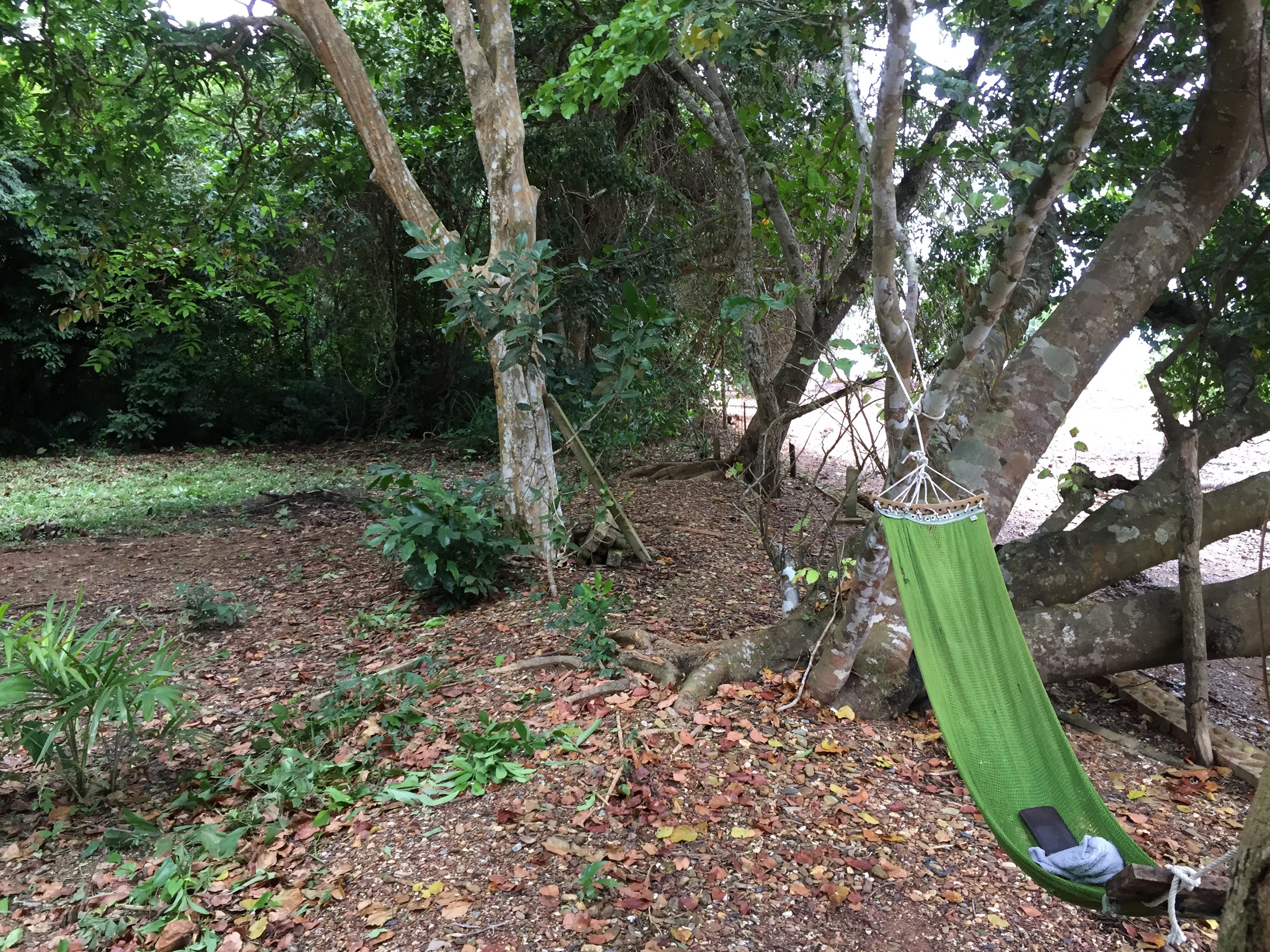 2015 Koh Lanta Garden & Nature (180).JPG