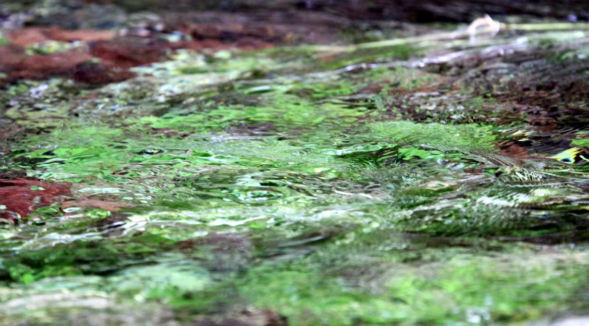 HOH RAINFOREST WA.JPG