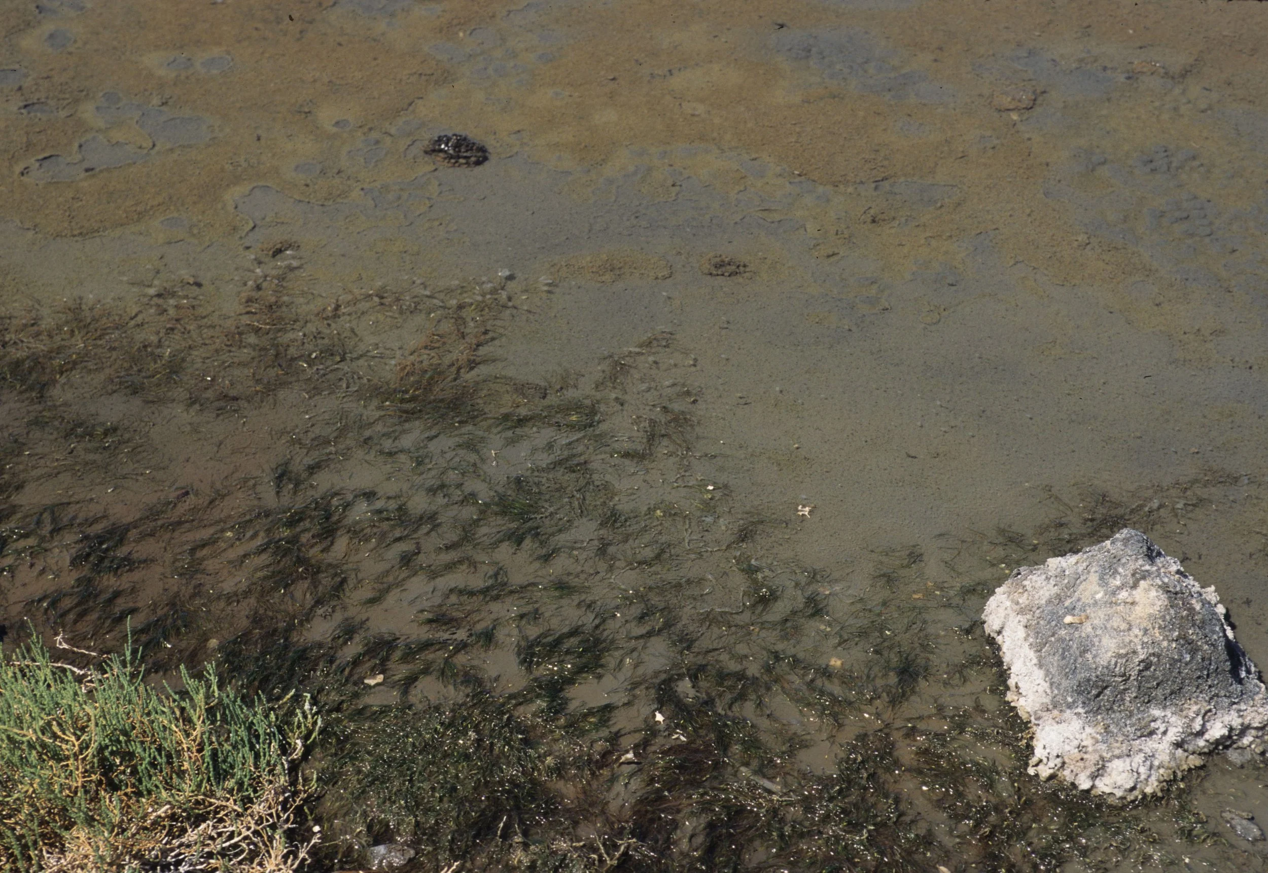 DEATH VALLEY - BADWATER A.jpg