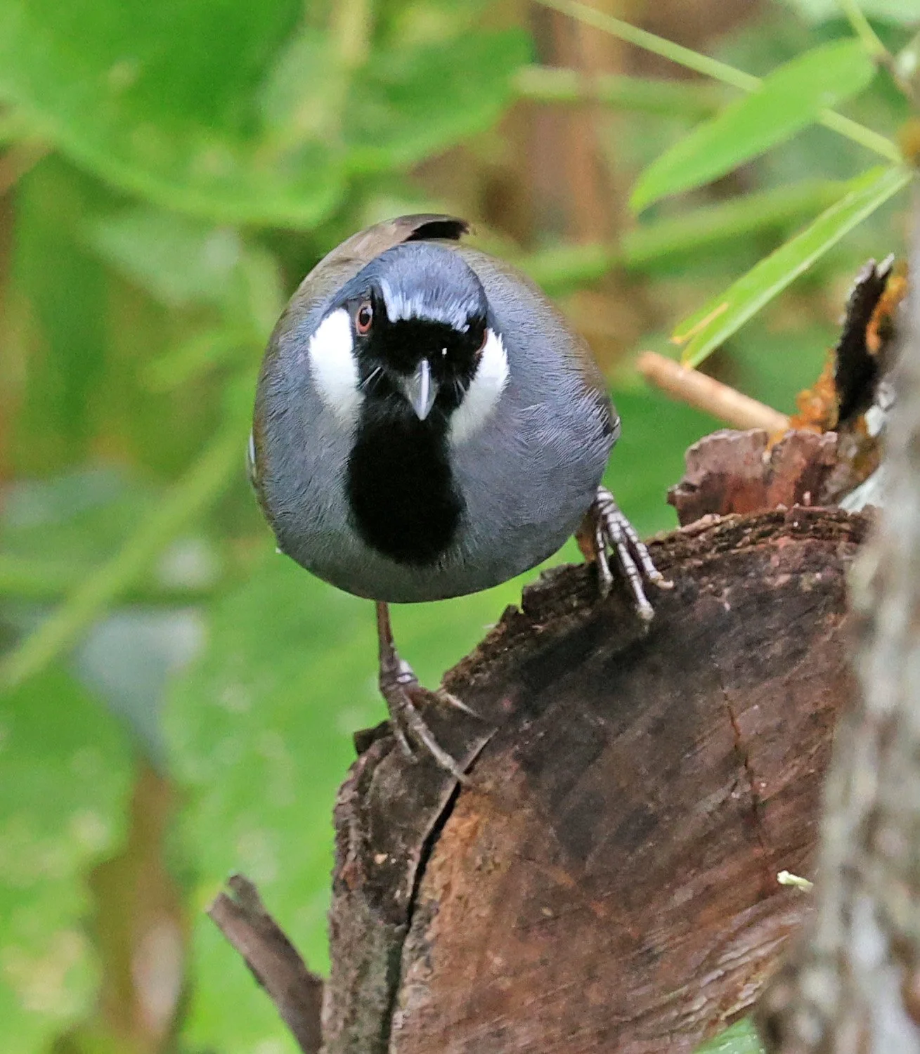 Black-throated Laughingthrush (Pterorhinus chinensis) Khao Yai National Park Feb 2026 Day 2 (9).jpg