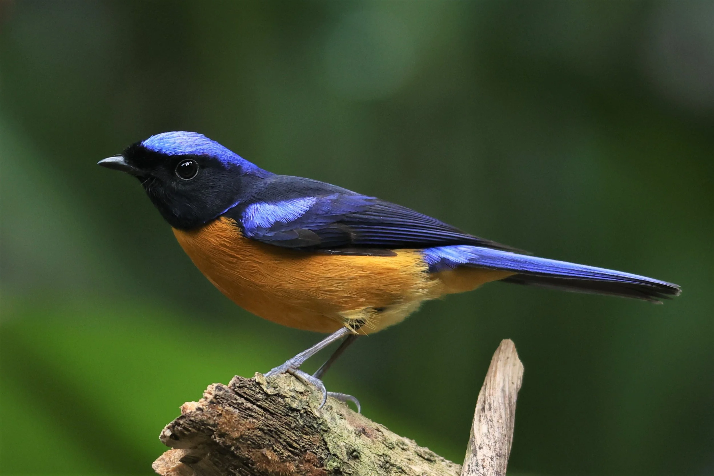 NILTAVA - RUFOUS-BELLIED NILTAVA - Niltava sundar - DOI INTHANON NP CHIANG MAI, DEC 2021 (27).JPG