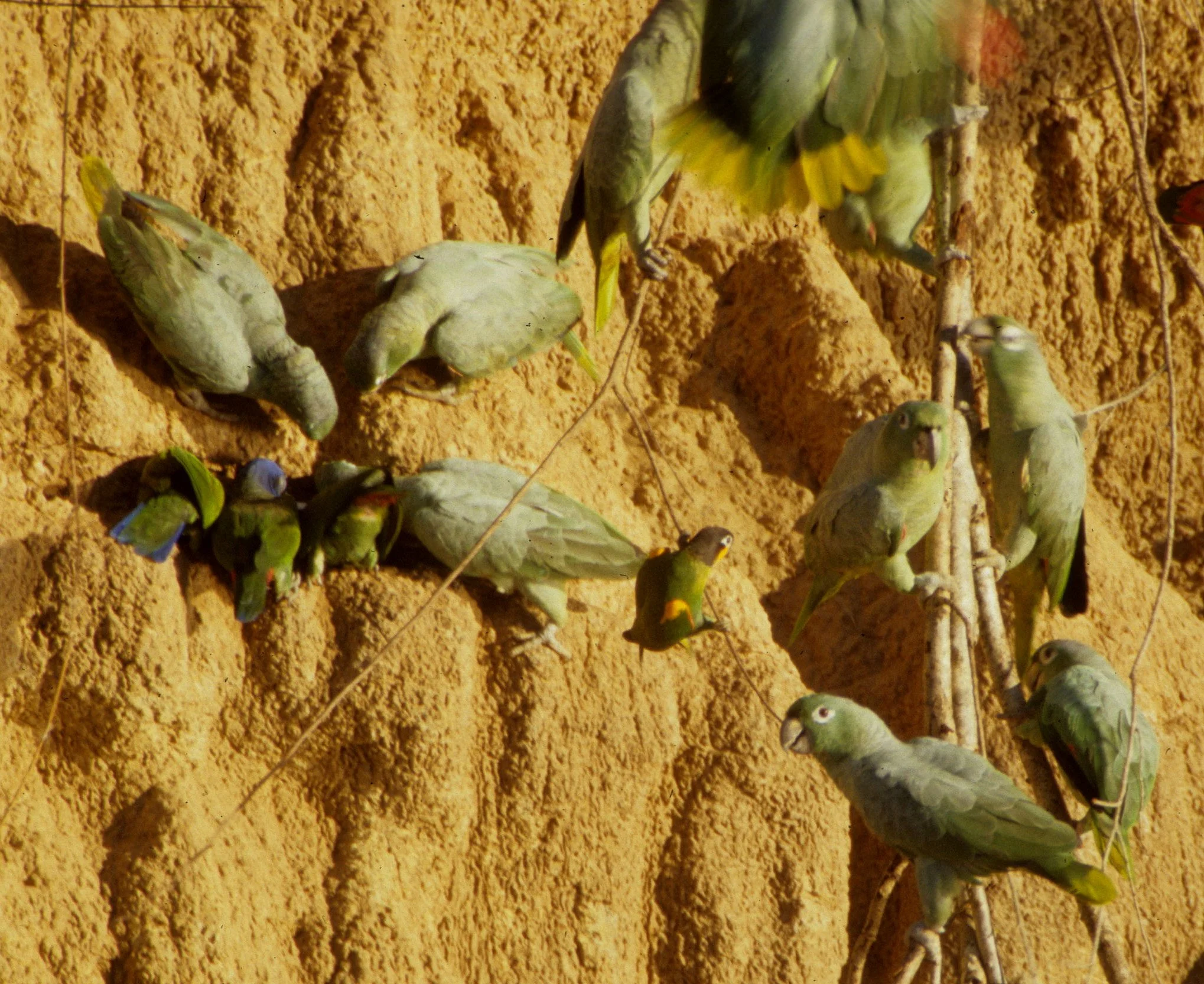 BIRD - PARROT - MEALY - MANU PERU F.jpg