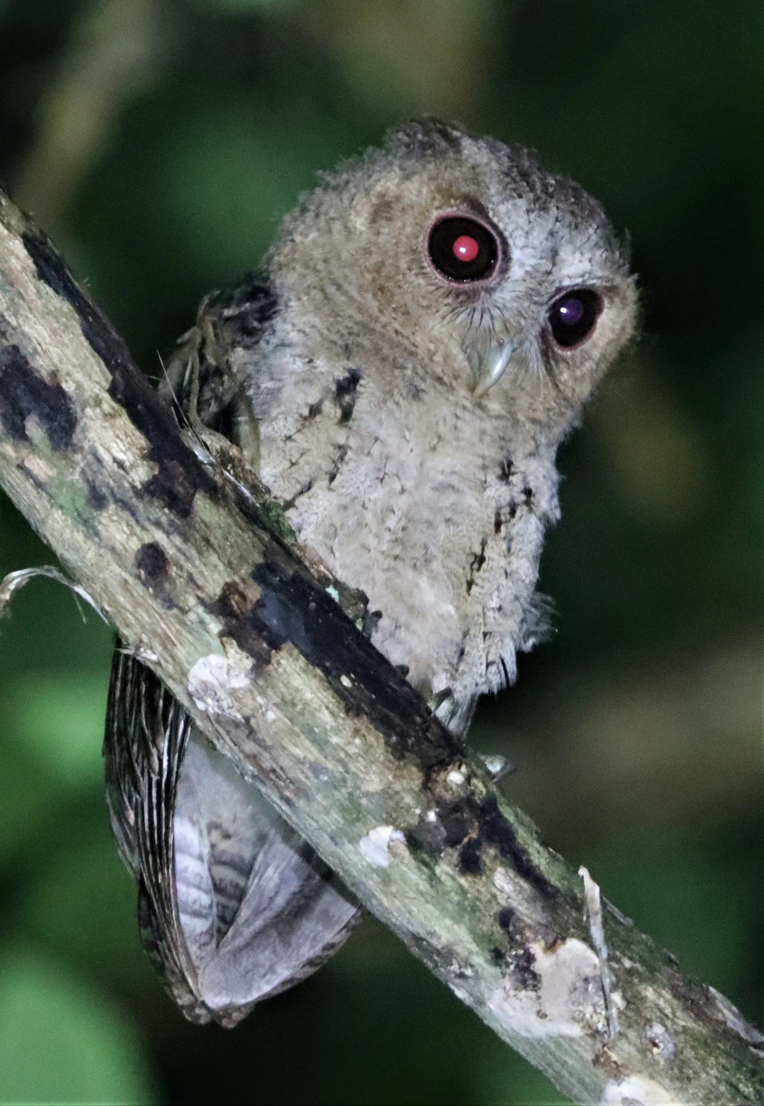 Collared Scops Owl (Otus lettia)