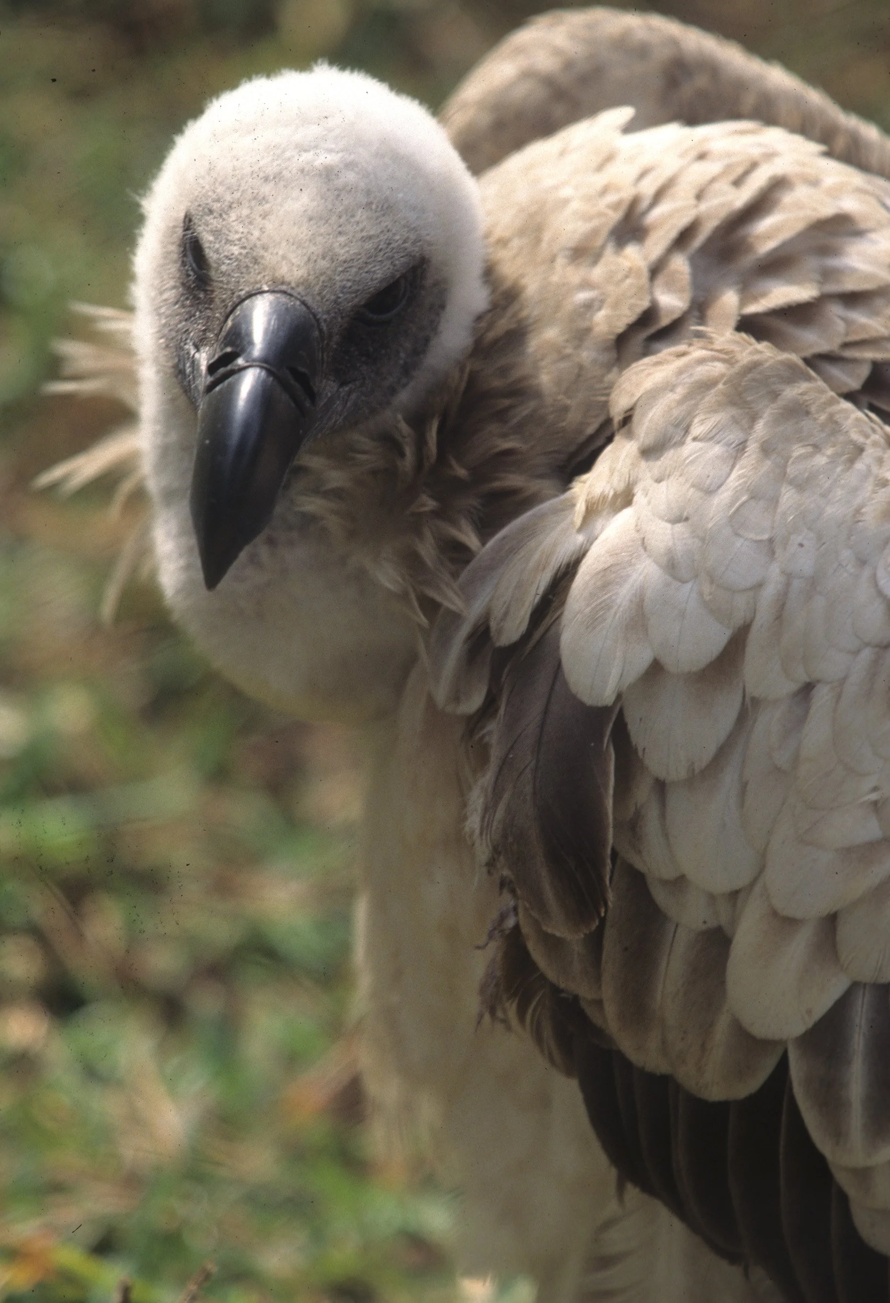 Gyps fulvus - GRIFFON VULTURE - SHABA RESERVE CENTRAL KENYA - scanned slides (8).jpg