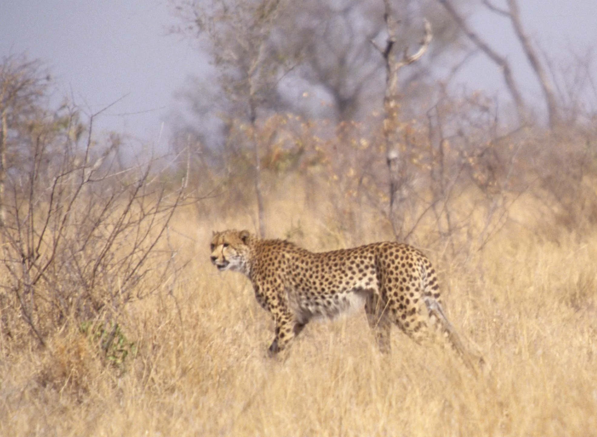 FELID - CHEETAH - KRUGER (9).jpg