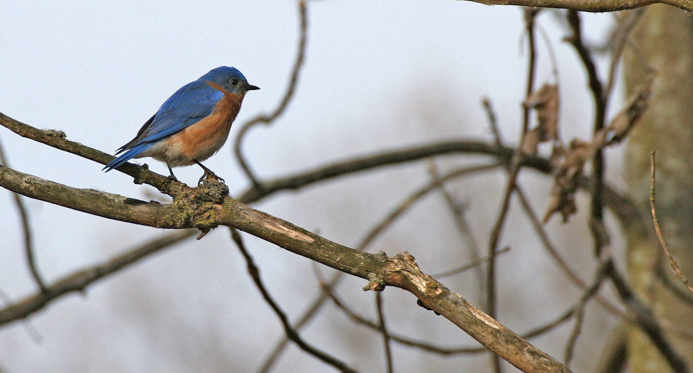 Eastern Bluebird (Sialia sialis) Lincoln Marsh Wheaton Illinois (23).JPG