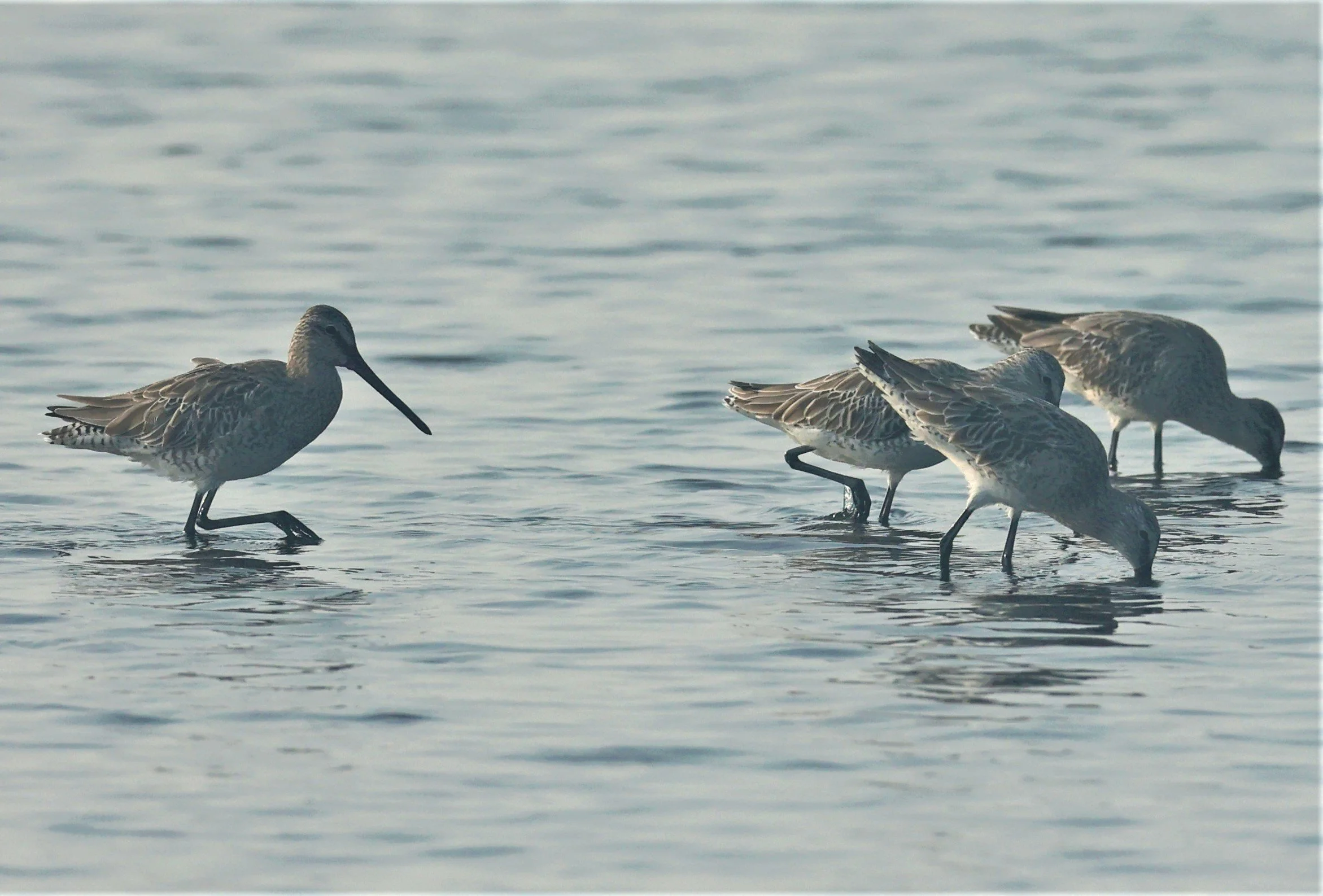 DOWITCHER - ASIAN DOWITCHER - Limnodromus semipalmatus - PAK THALE SALT PONDS MARCH 2022 (1).jpg