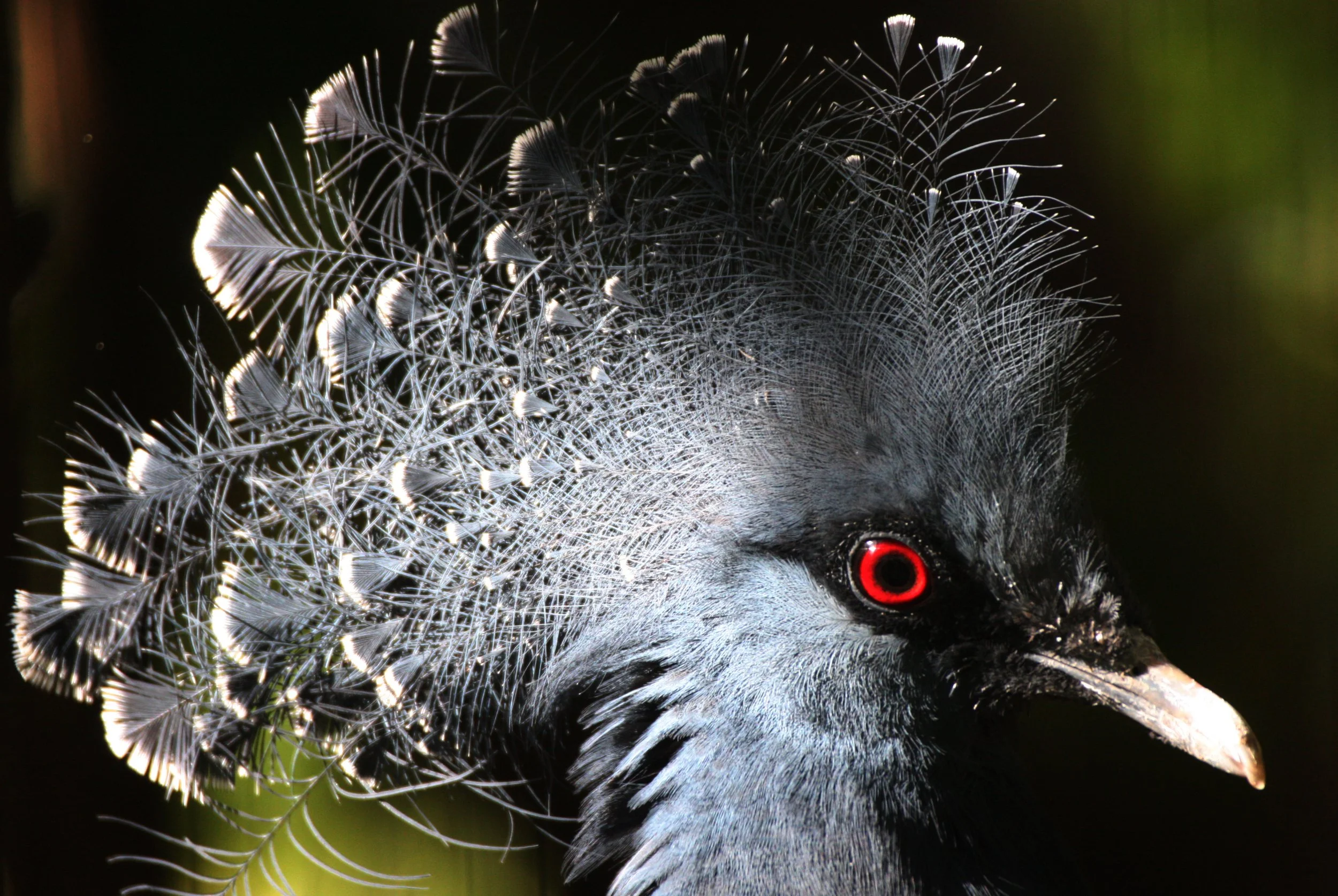 Western Crowned-Pigeon (Goura cristata) Woodland Park Zoo Seattle Washington (1).JPG