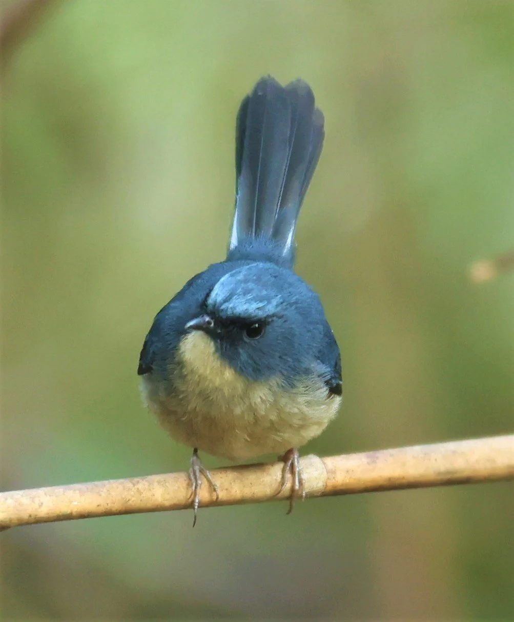 FLYCATCHER - SLATY-BLUE FLYCATCHER - Ficedula tricolor - DOI SAN JU (DOI LANG WEST) FEB 2022 (6).jpg