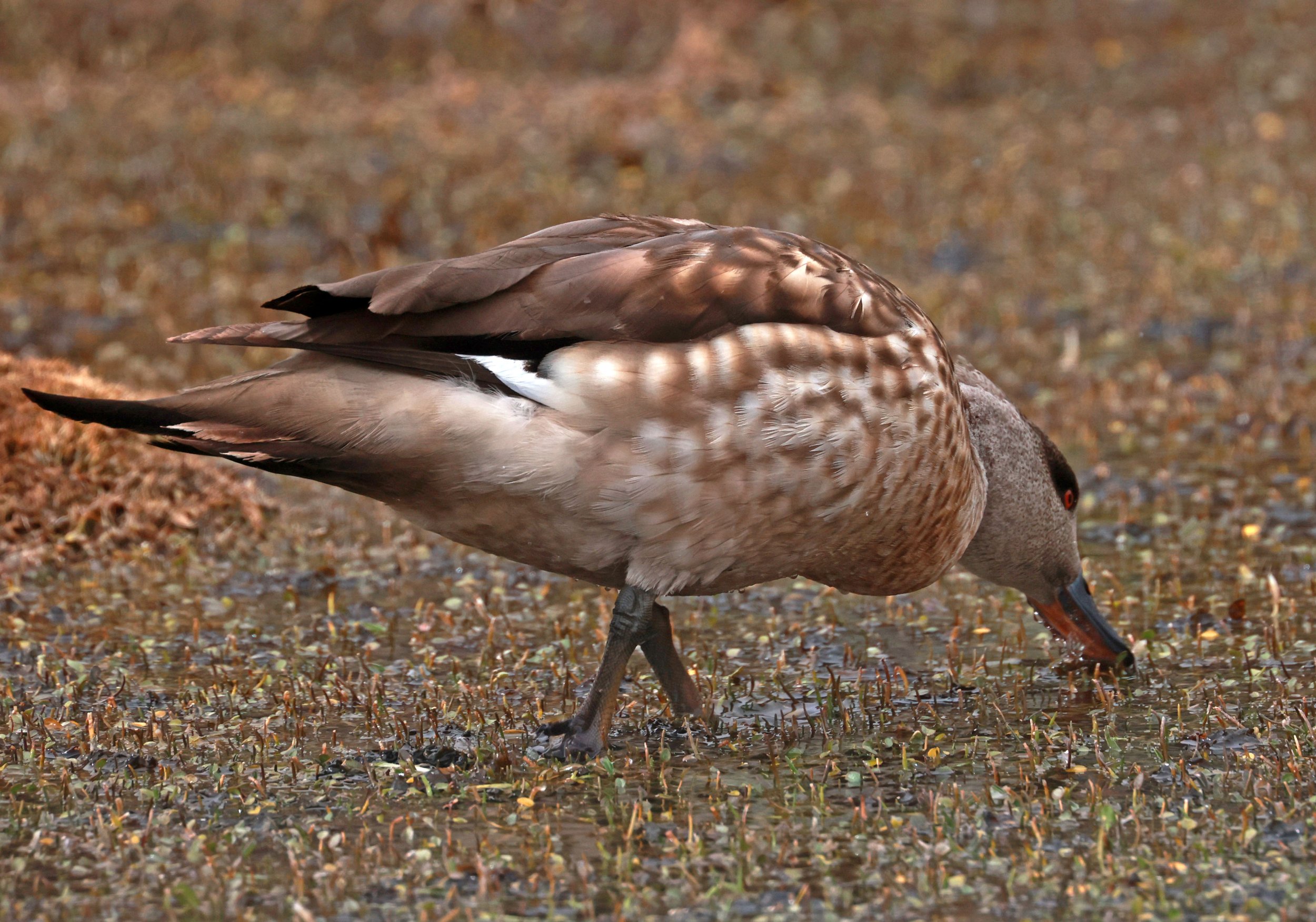 Duck - Crested Duck - Lophonetta specularioides - Lauca National Park, Chile (52).jpg