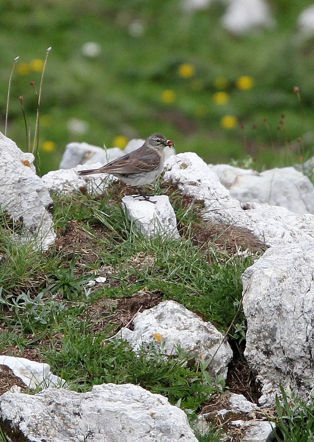 Tawny Pipit (Anthus campestris) ABRUZZO NATIONAL PARK ITALY (7).JPG
