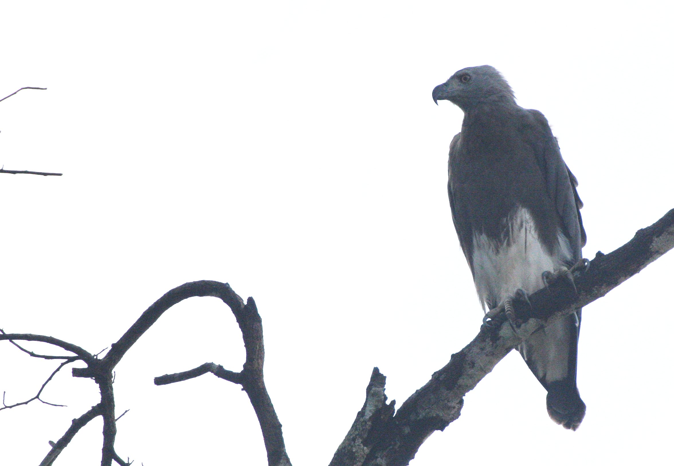 Haliaeetus ichthyaetus - GREY-HEADED FISH EAGLE - KINABATANGAN RIVER BORNEO  (28).JPG