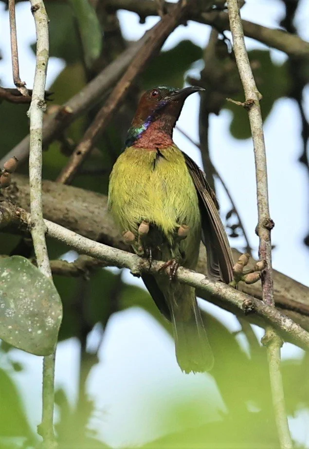 SUNBIRD - BROWN-THROATED SUNBIRD - Anthreptes malacensis - KRUNG CHING, KHAO LUANG NP NST, APRIL 2022 (16).jpg