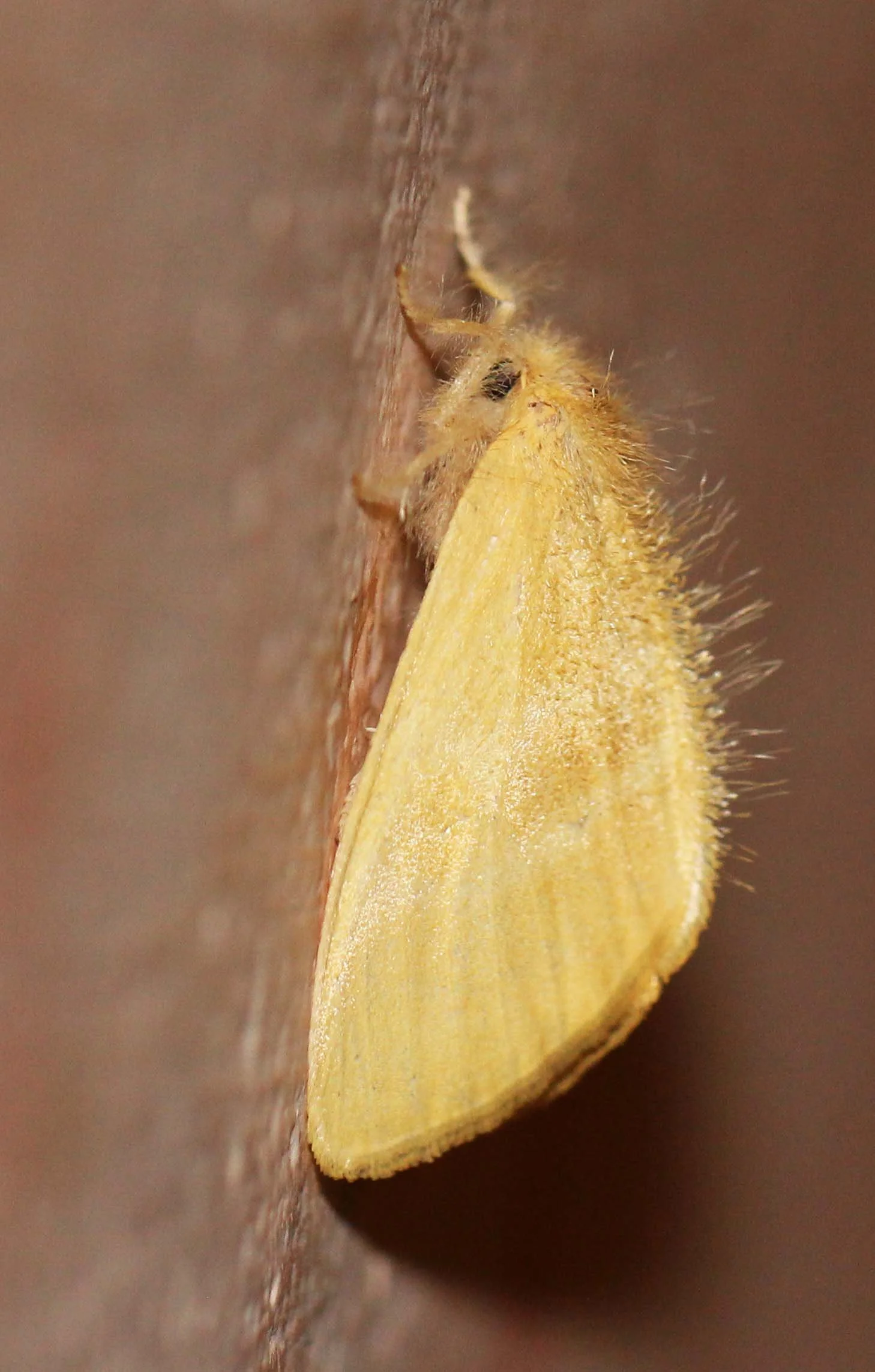Lymantriidae - Artaxa species - Valparai Tamil Nadu, India 