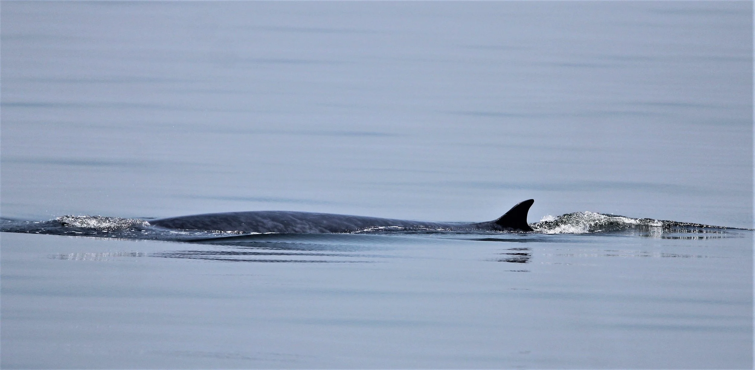 WHALE - BRYDE'S WHALE - Baleanoptera edeni - VARIOUS LOCATIONS IN THE NORTHERN GULF OF SIAM (201).JPG
