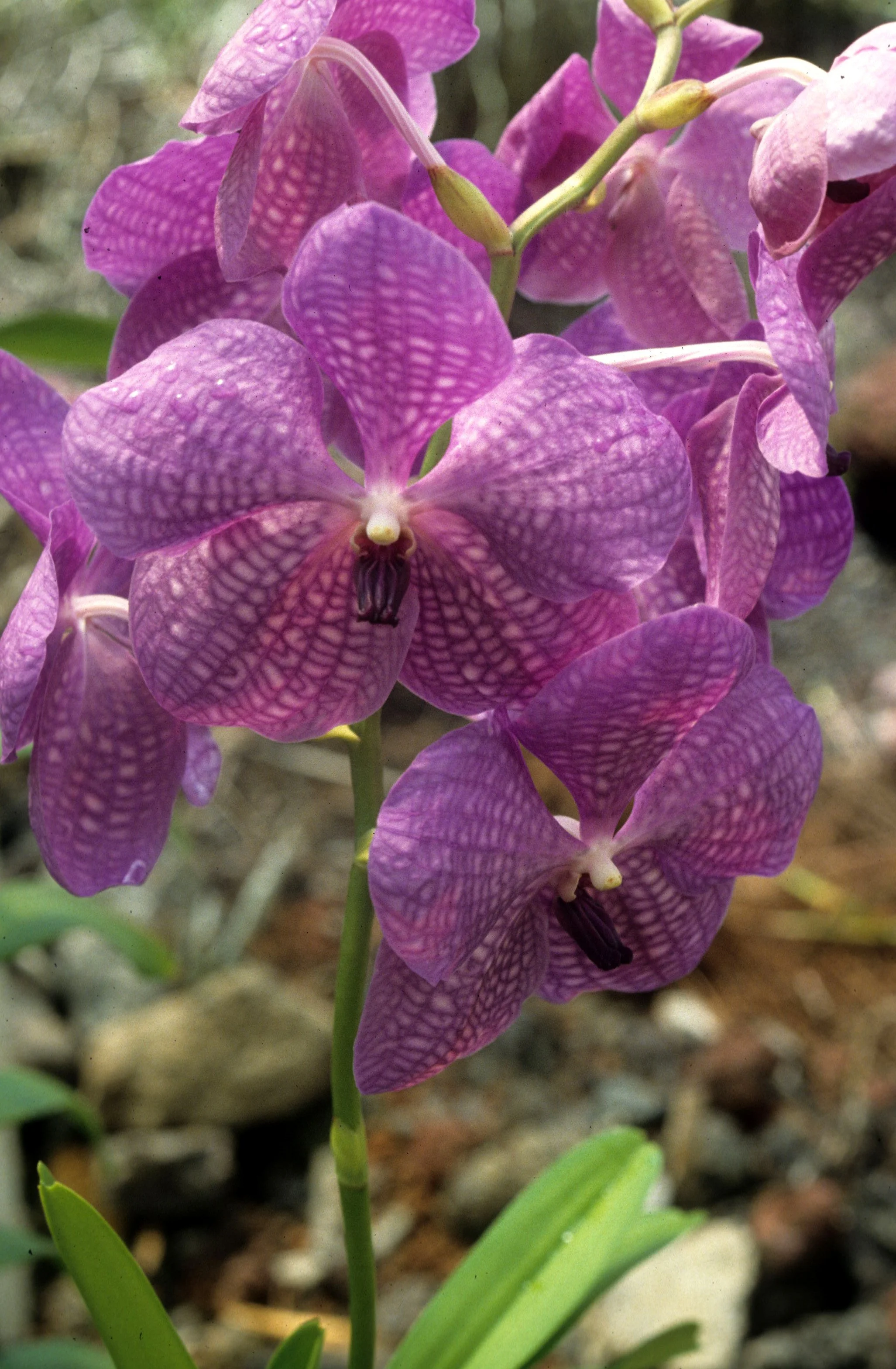 HAWAII - HAWAII - ORCHID - VANDANTHES SPECIES.jpg